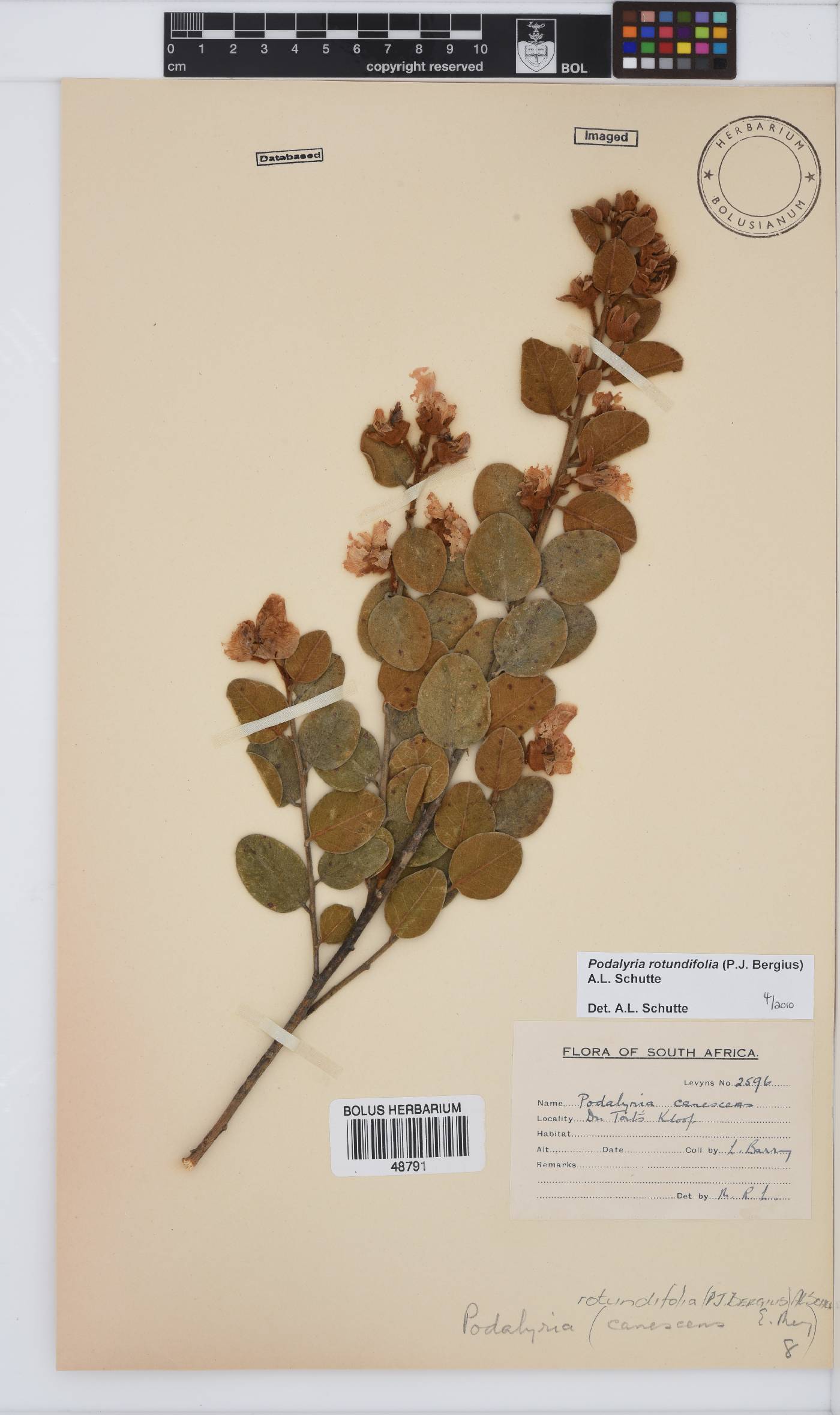 Podalyria rotundifolia image