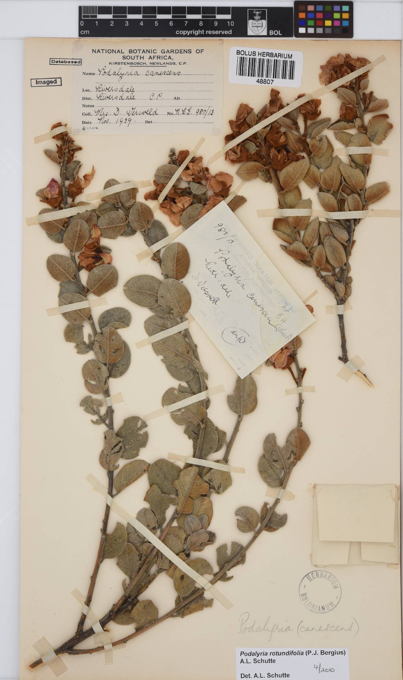 Podalyria rotundifolia image