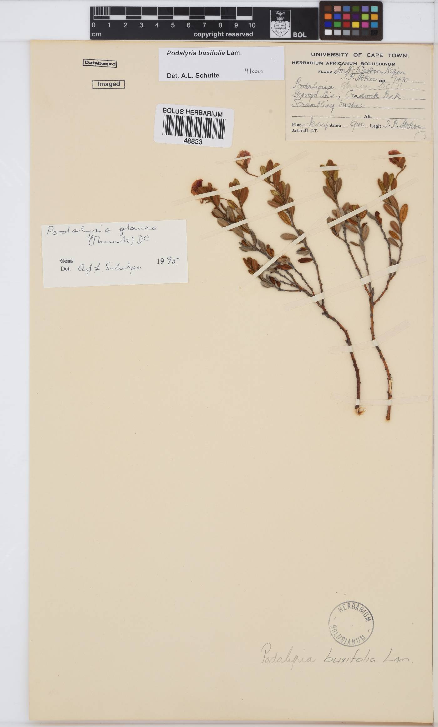 Podalyria buxifolia image