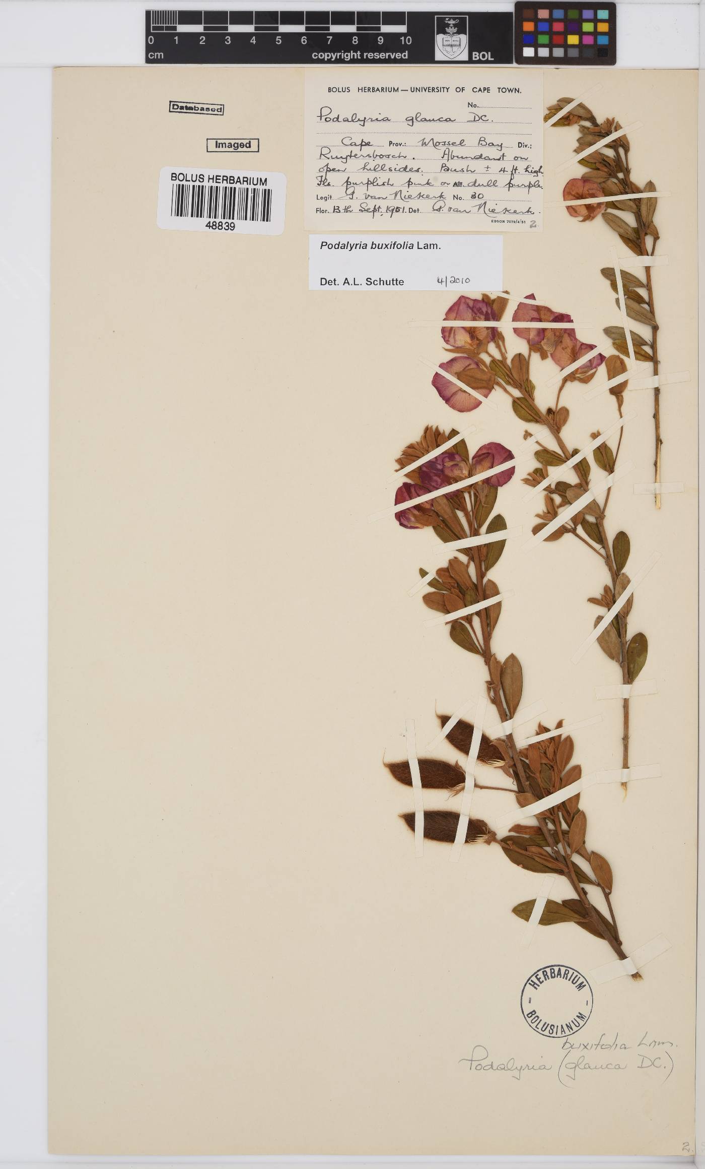 Podalyria buxifolia image