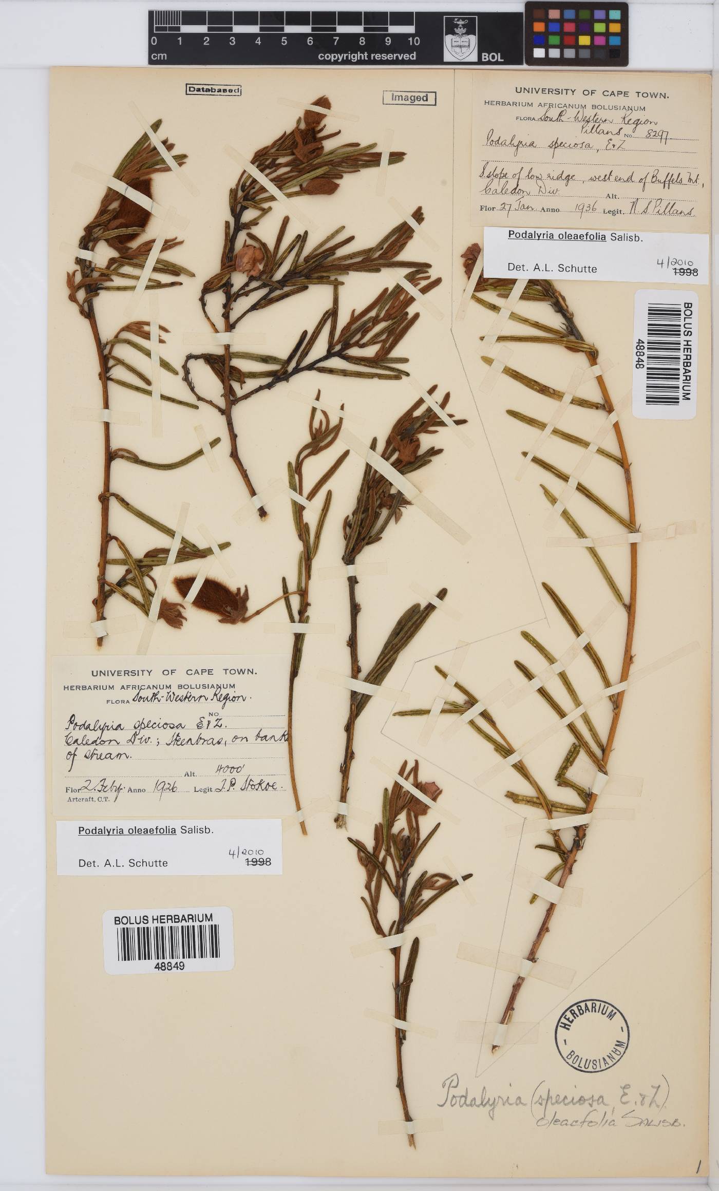 Podalyria oleaefolia image