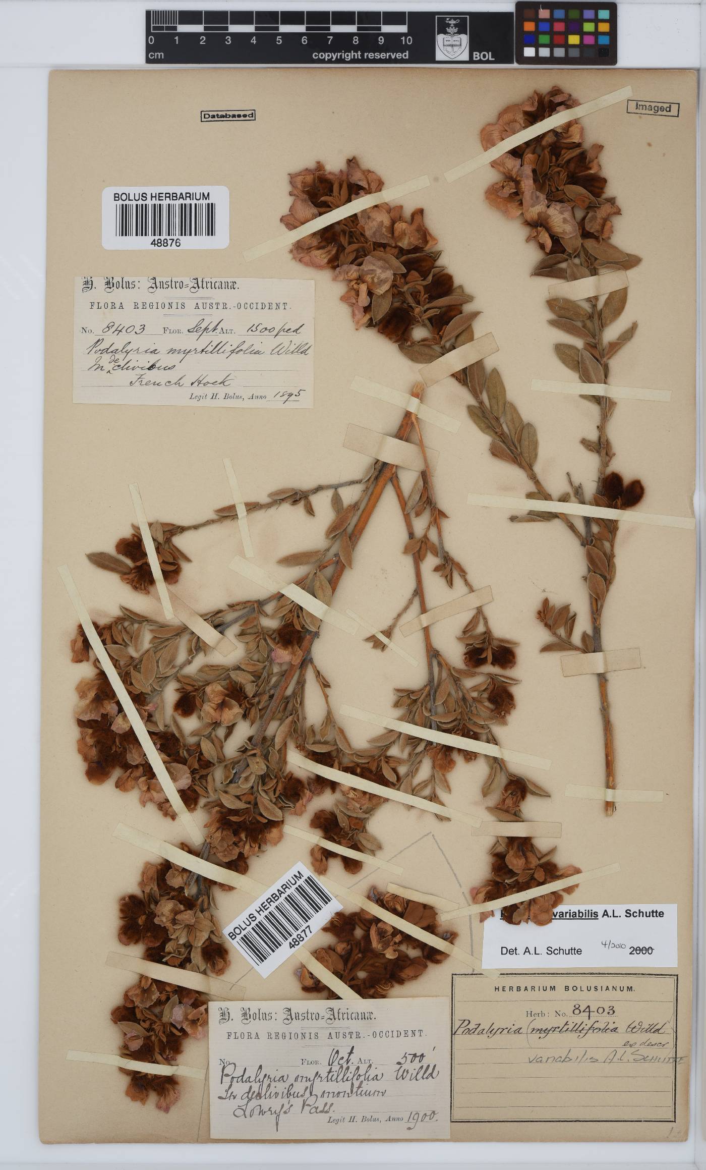 Podalyria variabilis image