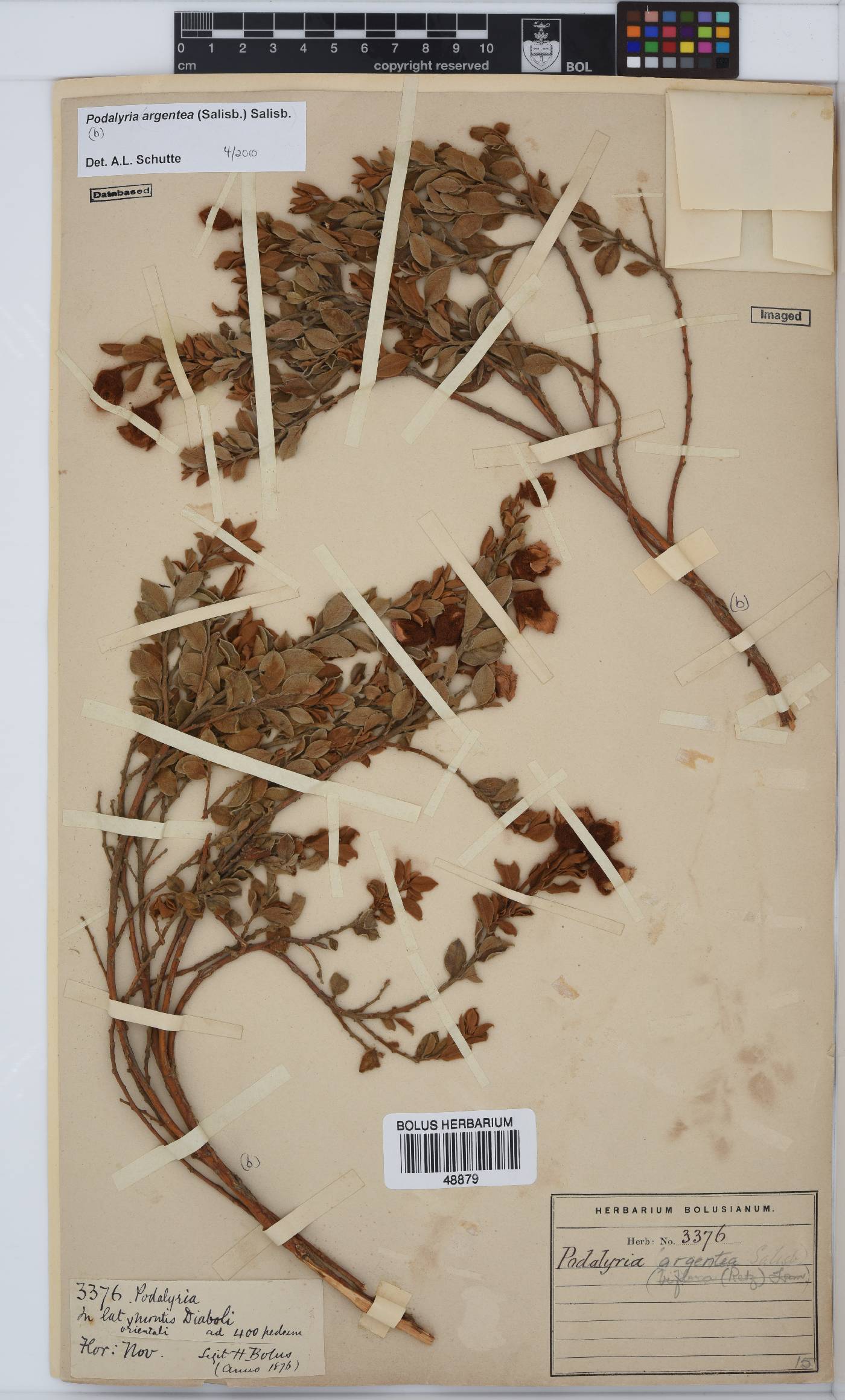 Podalyria argentea image