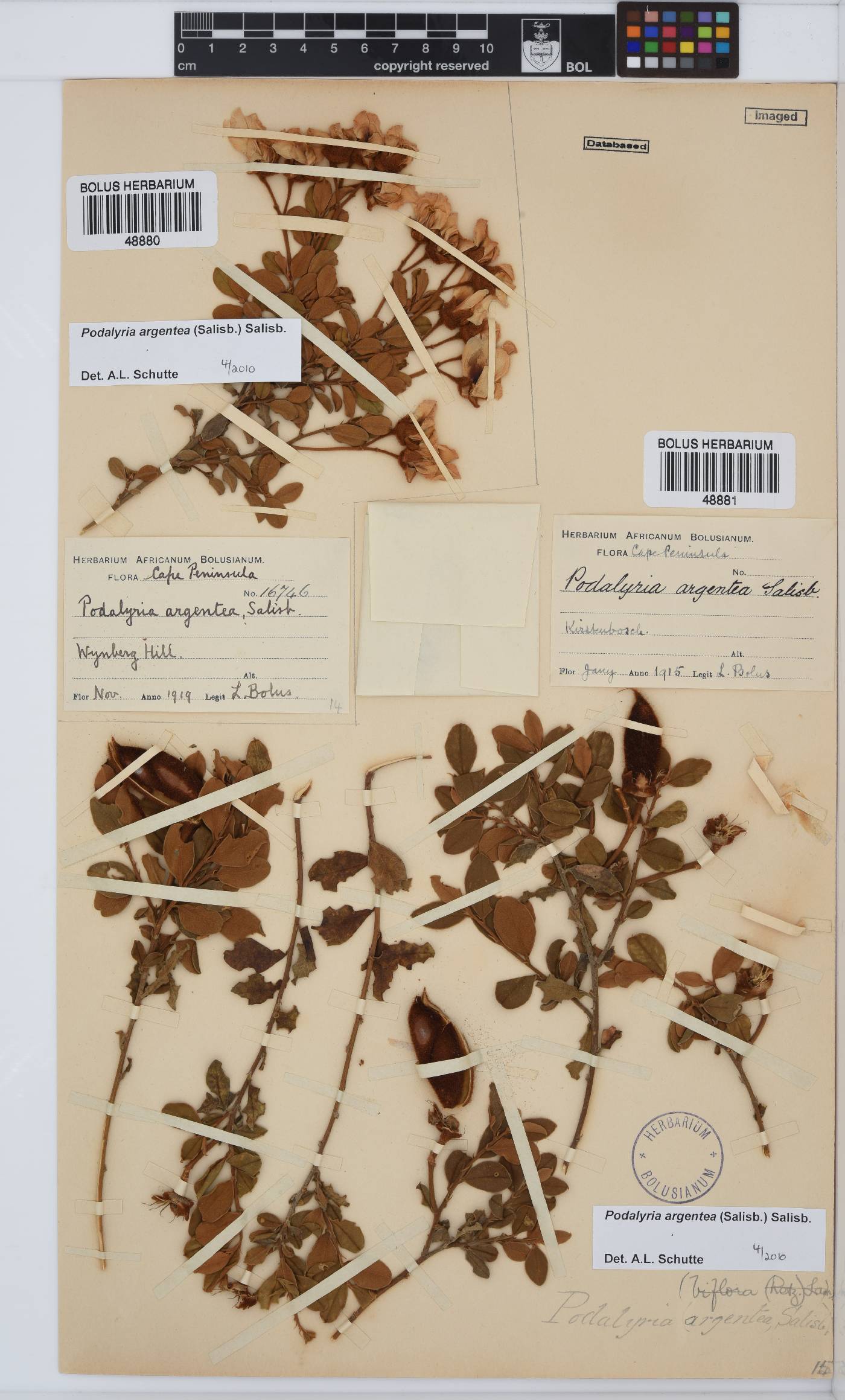 Podalyria argentea image