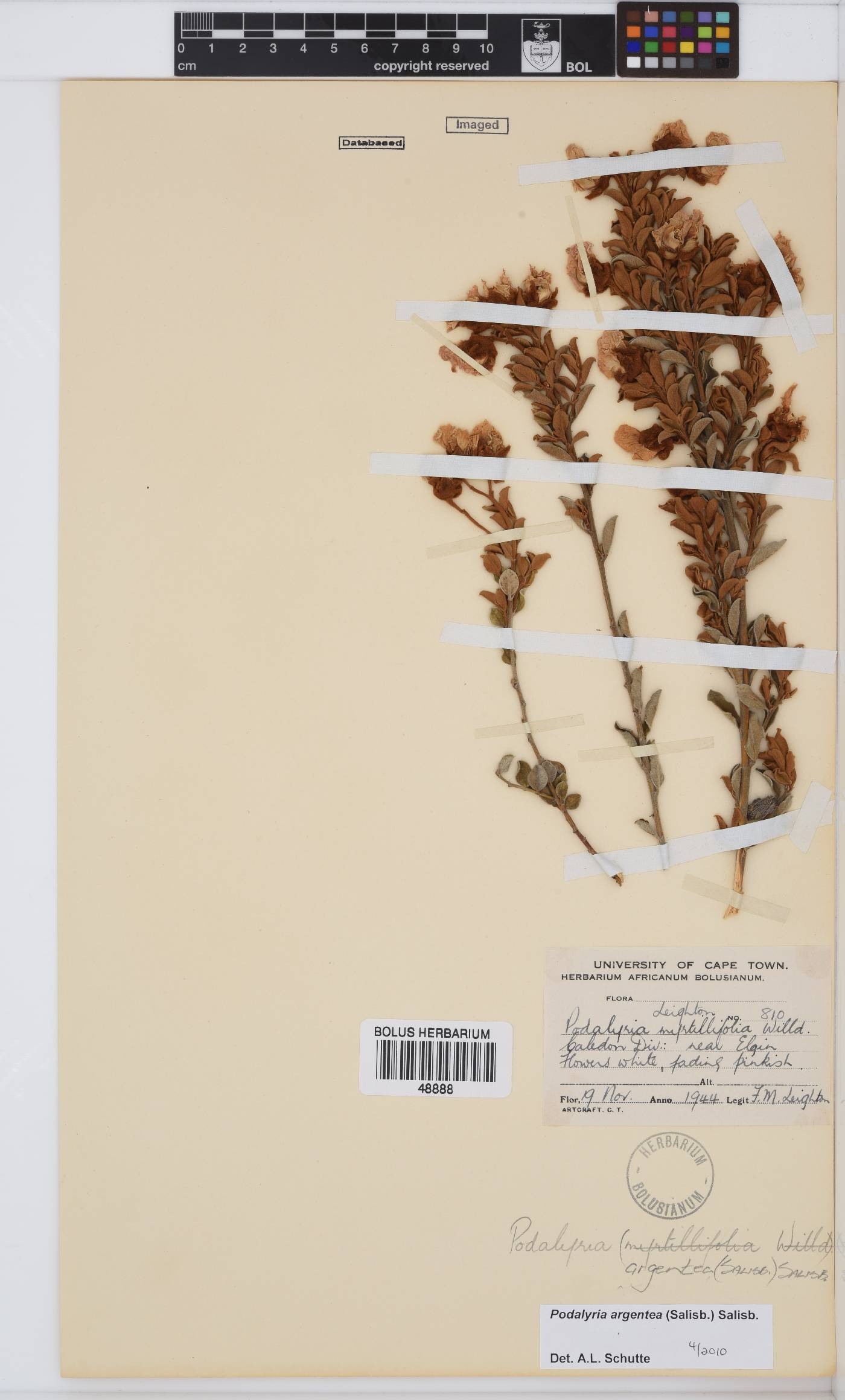 Podalyria argentea image
