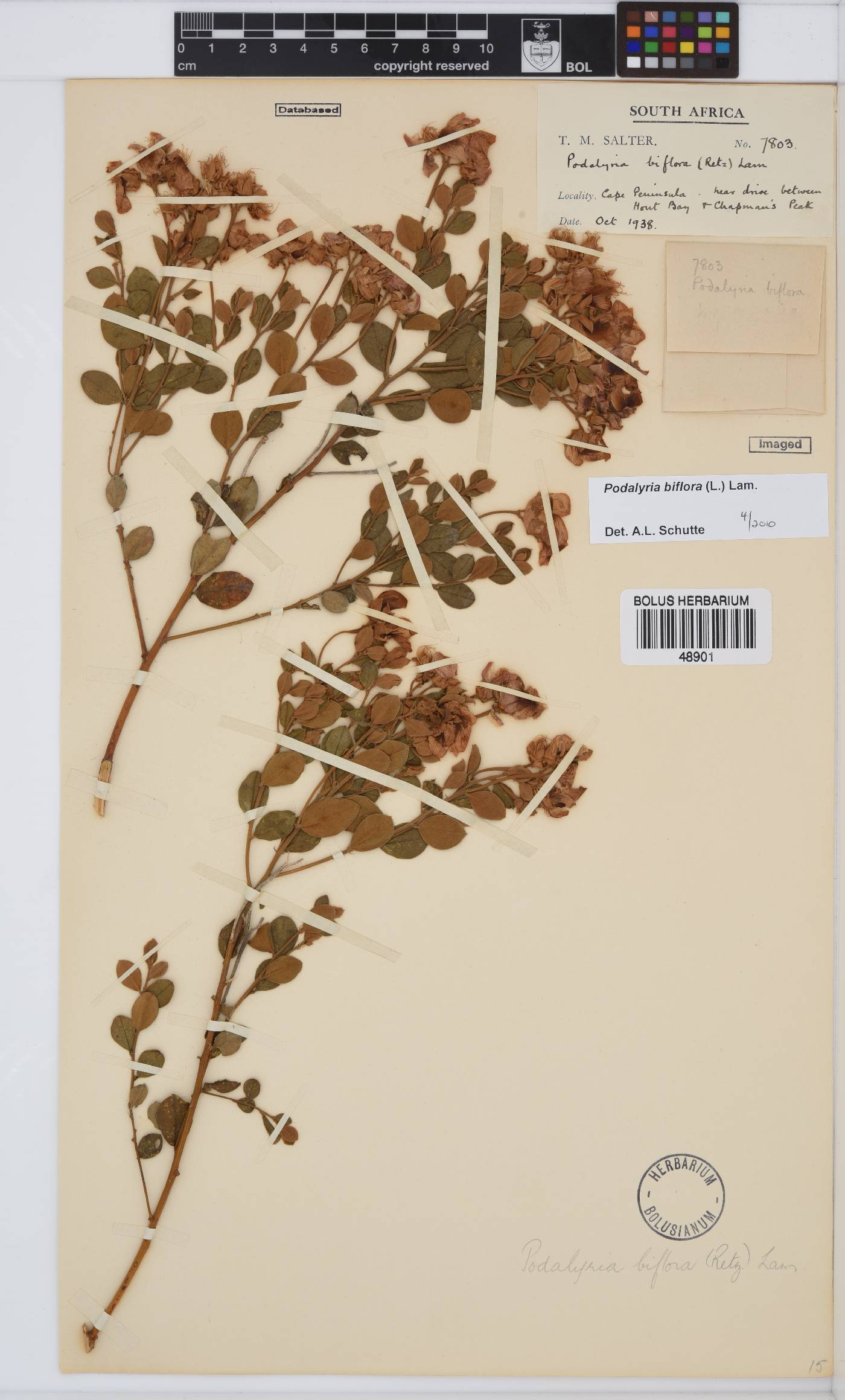 Podalyria biflora image