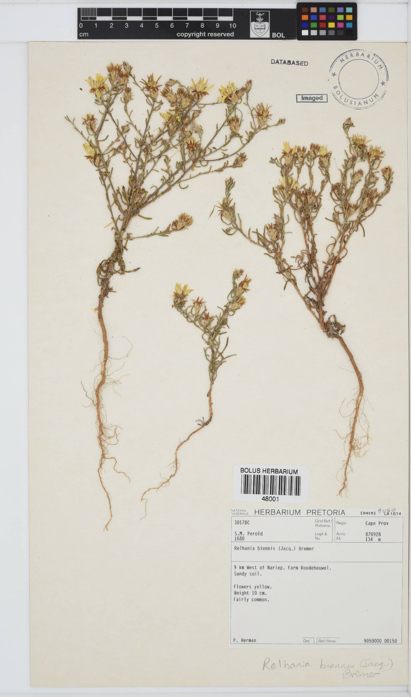 Nestlera biennis image