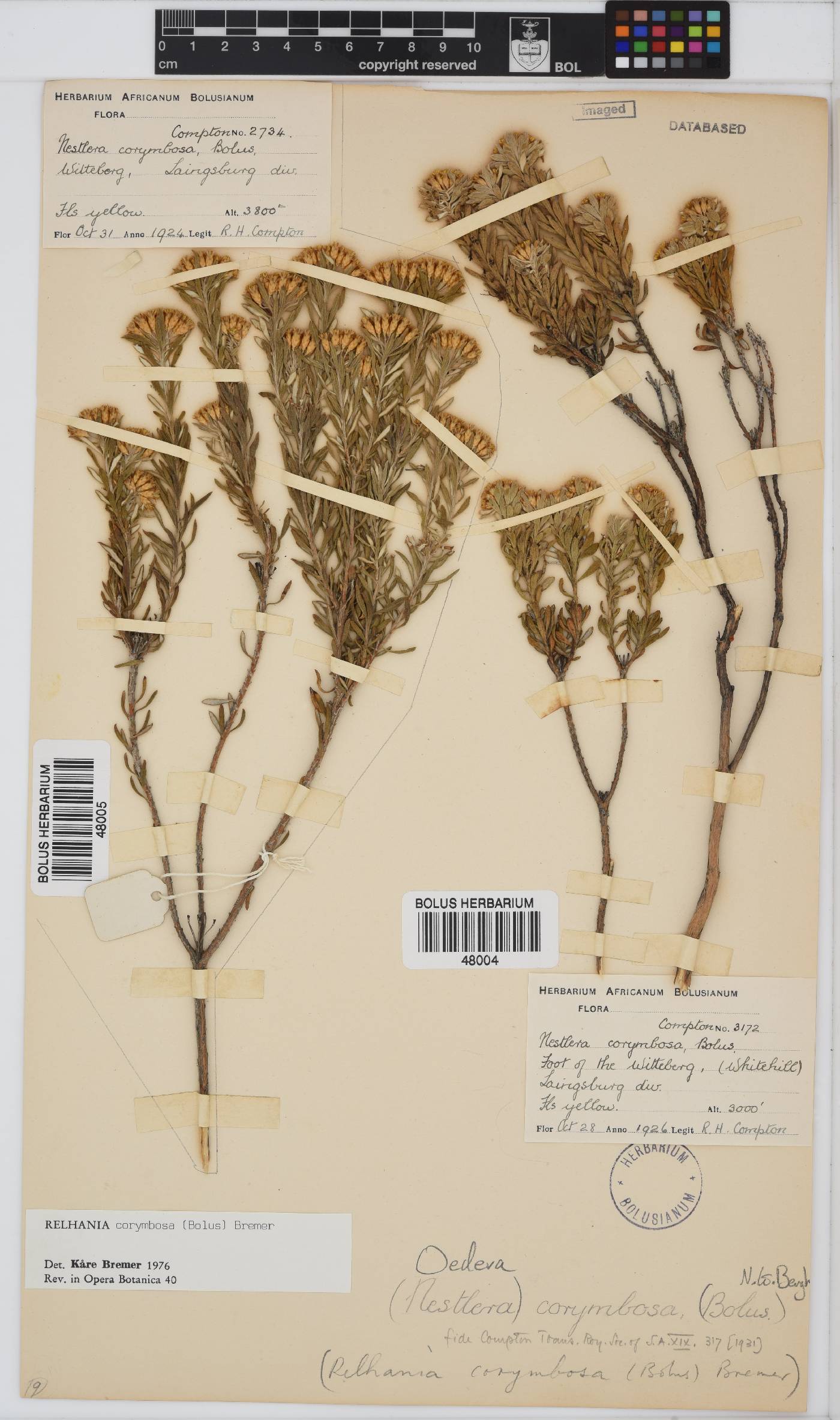 Oedera corymbosa image