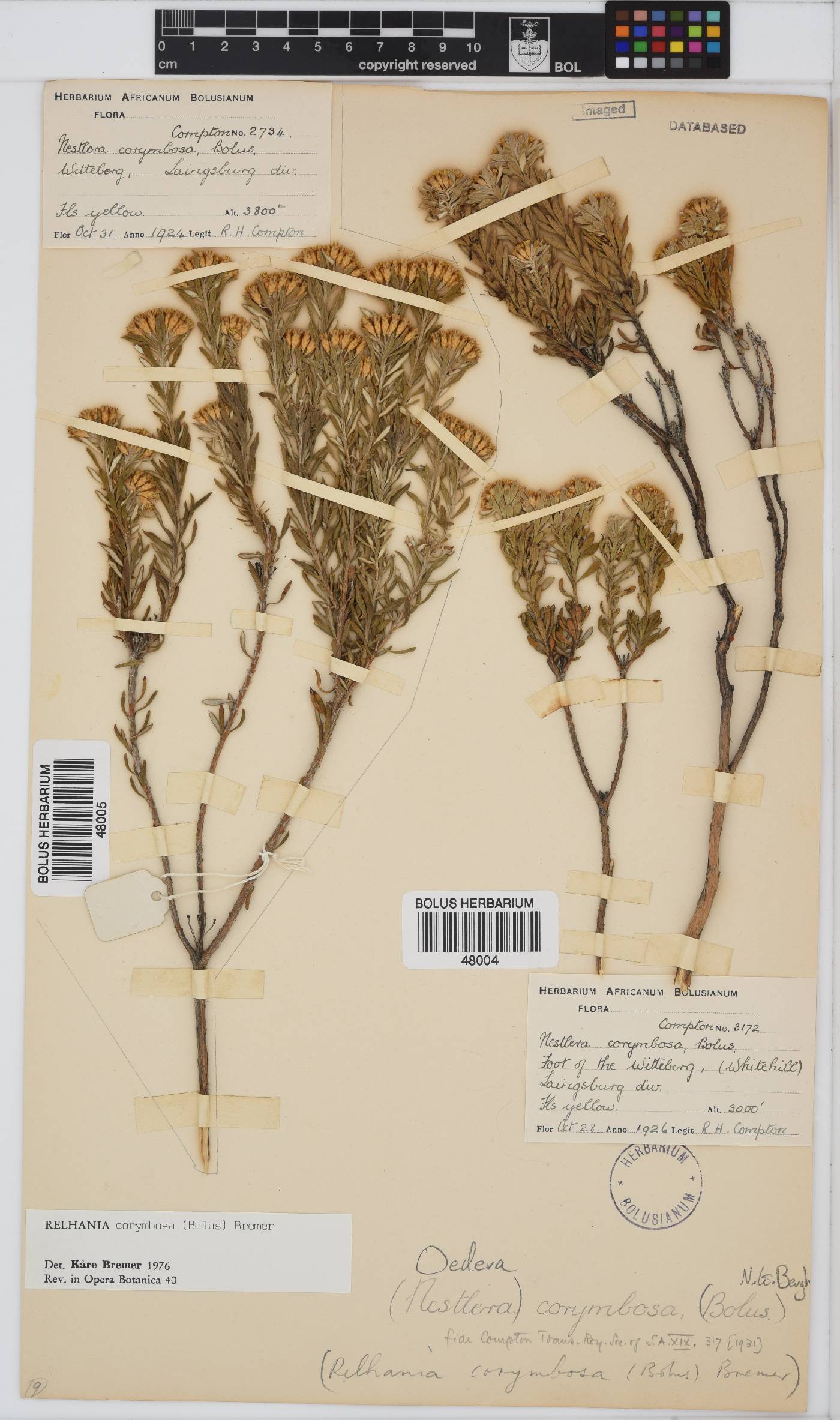 Oedera corymbosa image