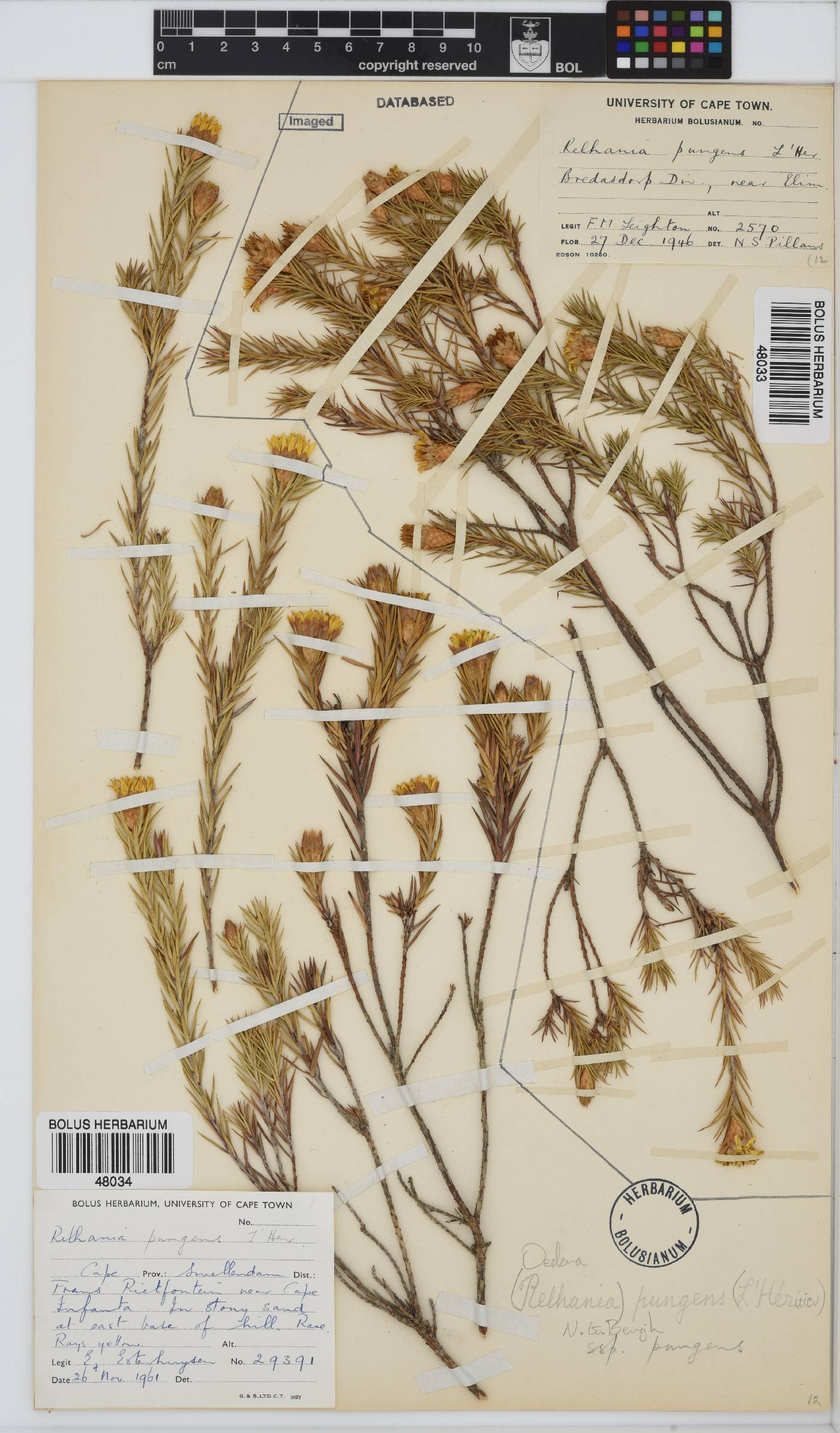 Oedera pungens subsp. pungens image