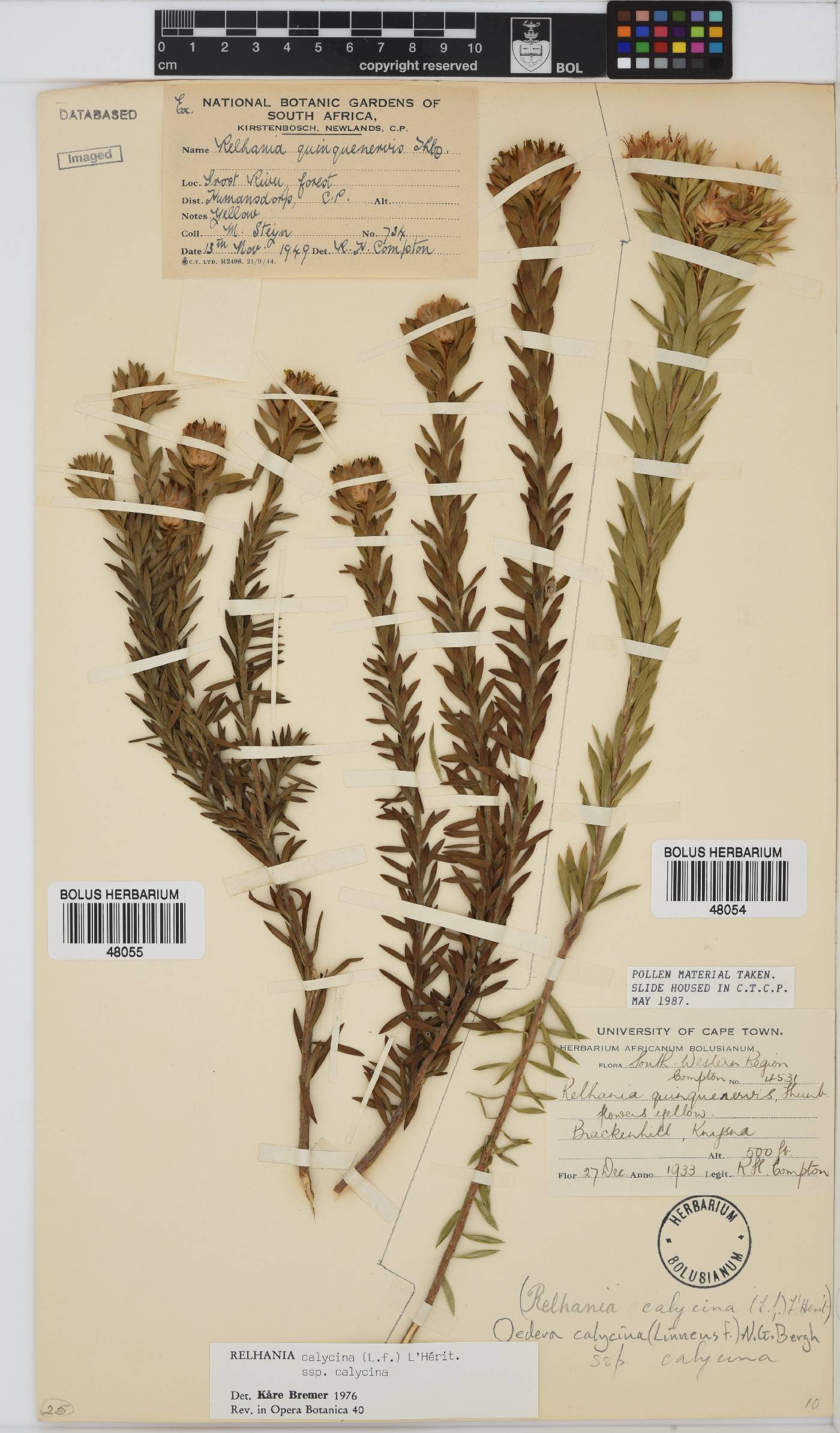 Oedera calycina image