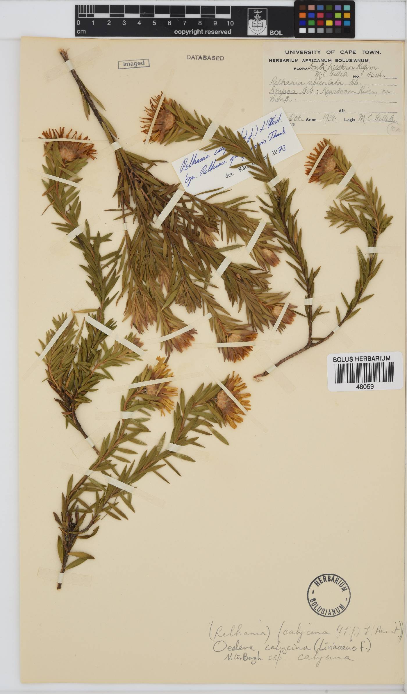 Oedera calycina image