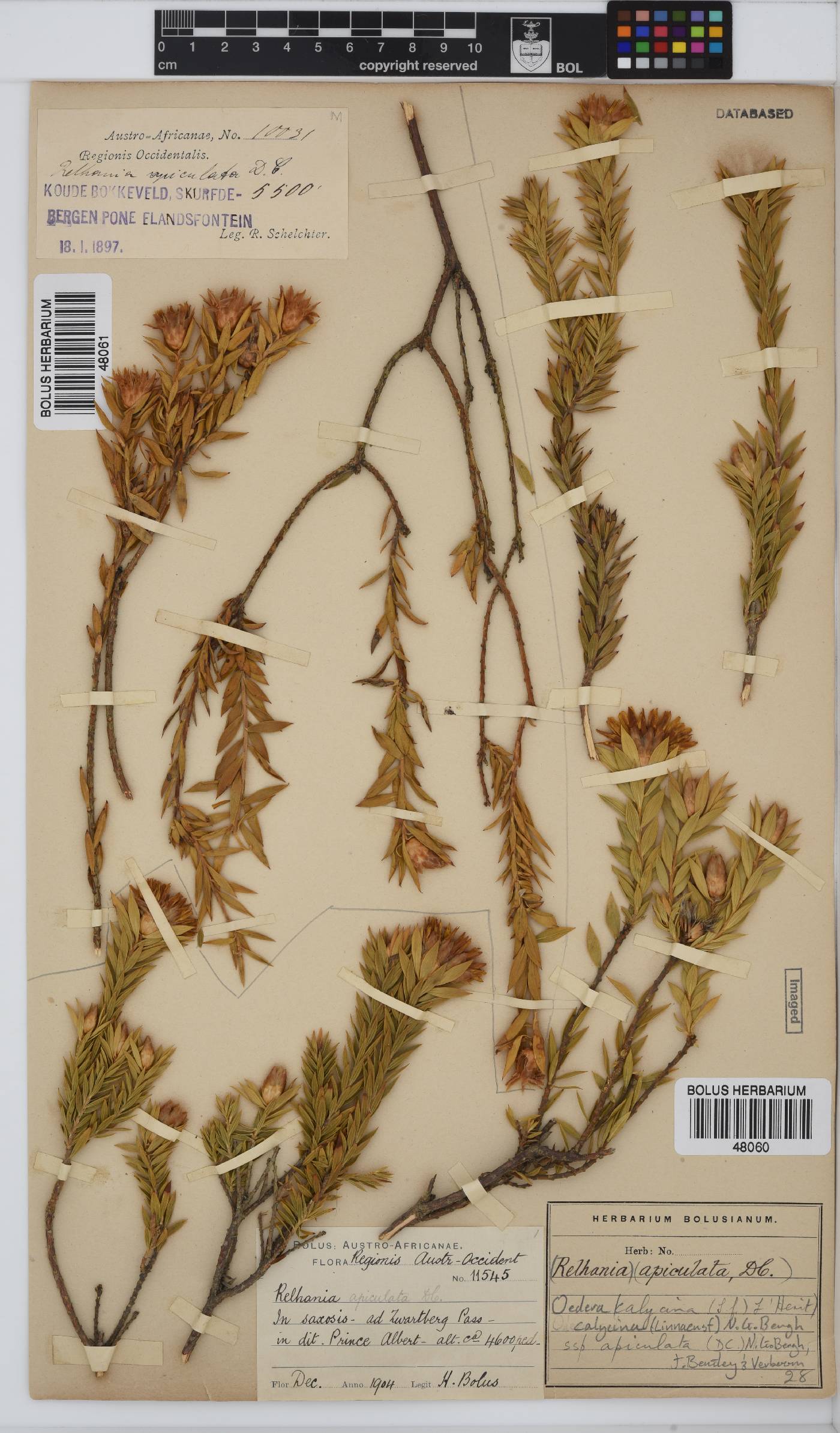 Oedera calycina subsp. apiculata image