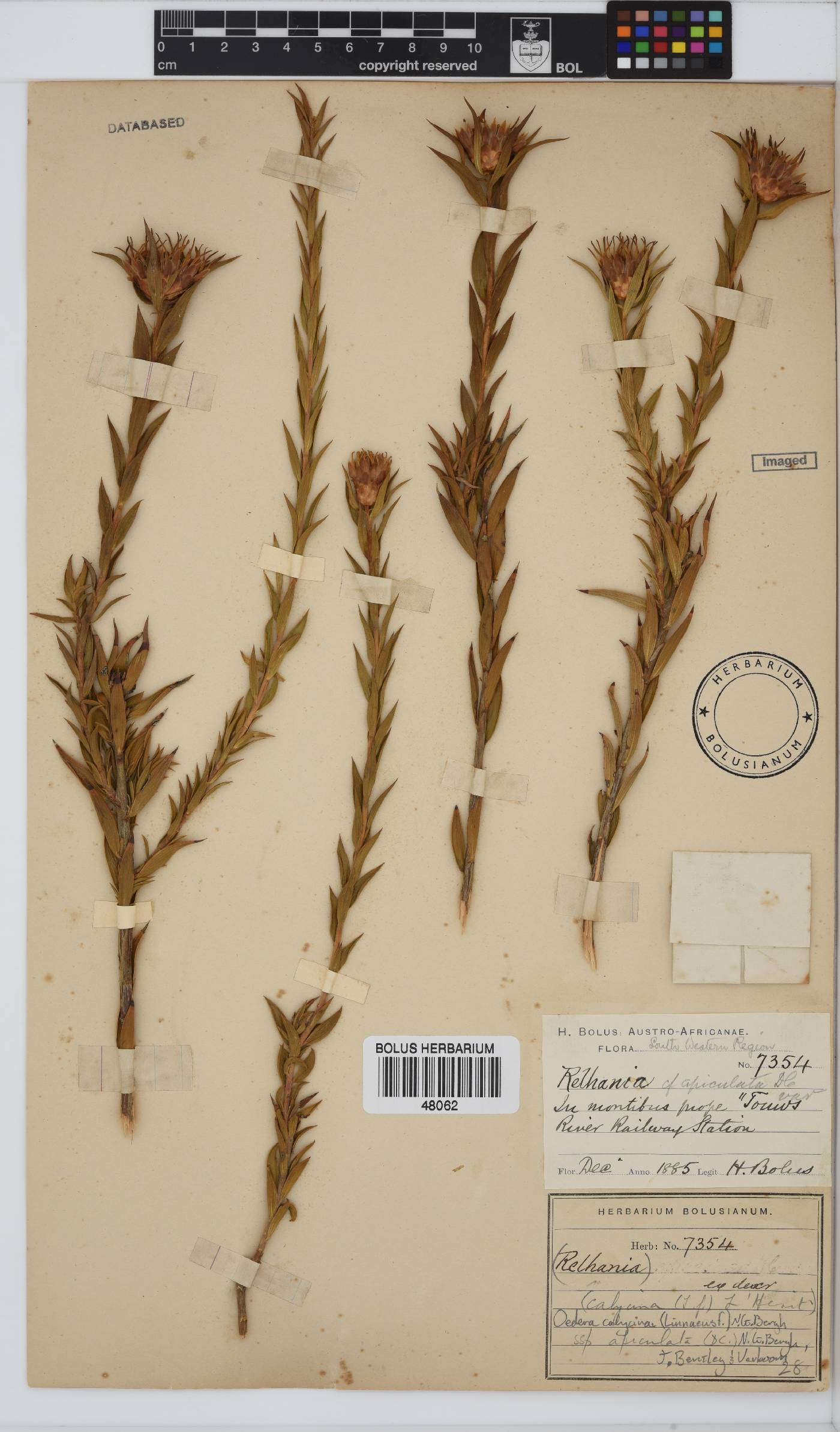 Oedera calycina image