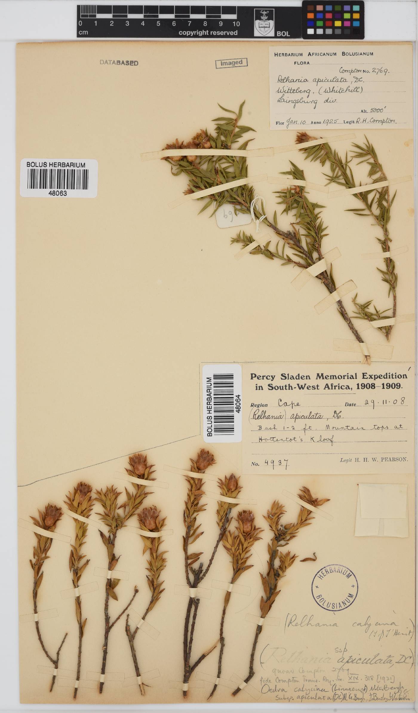 Oedera calycina subsp. apiculata image