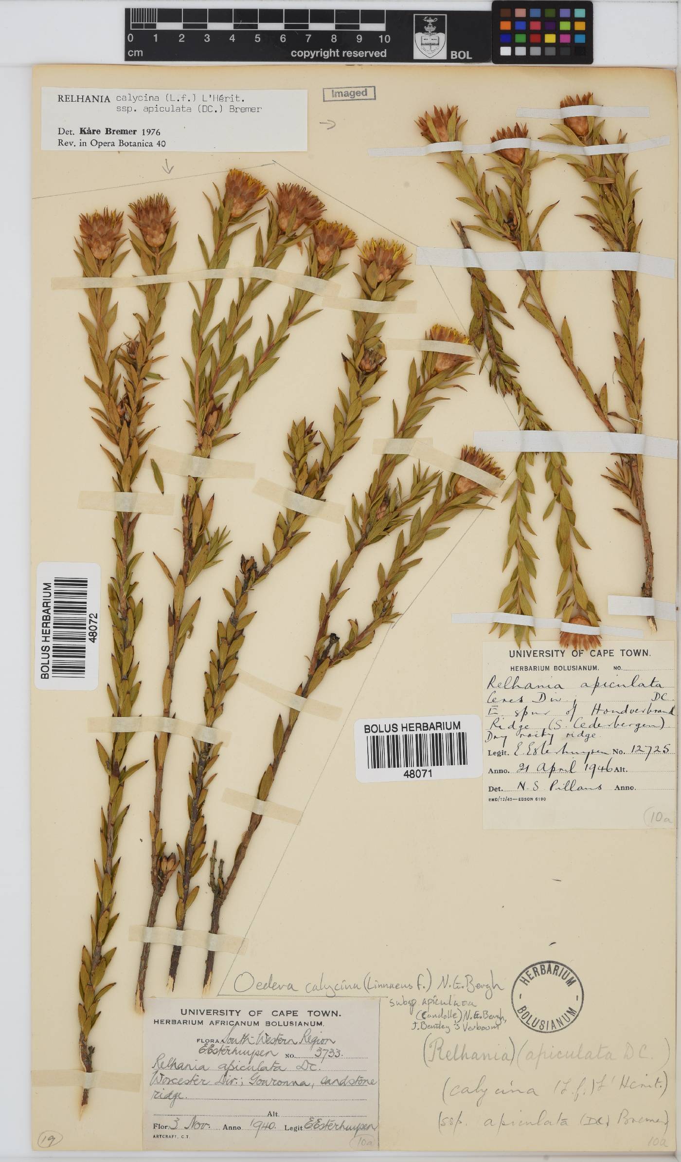 Oedera calycina subsp. apiculata image