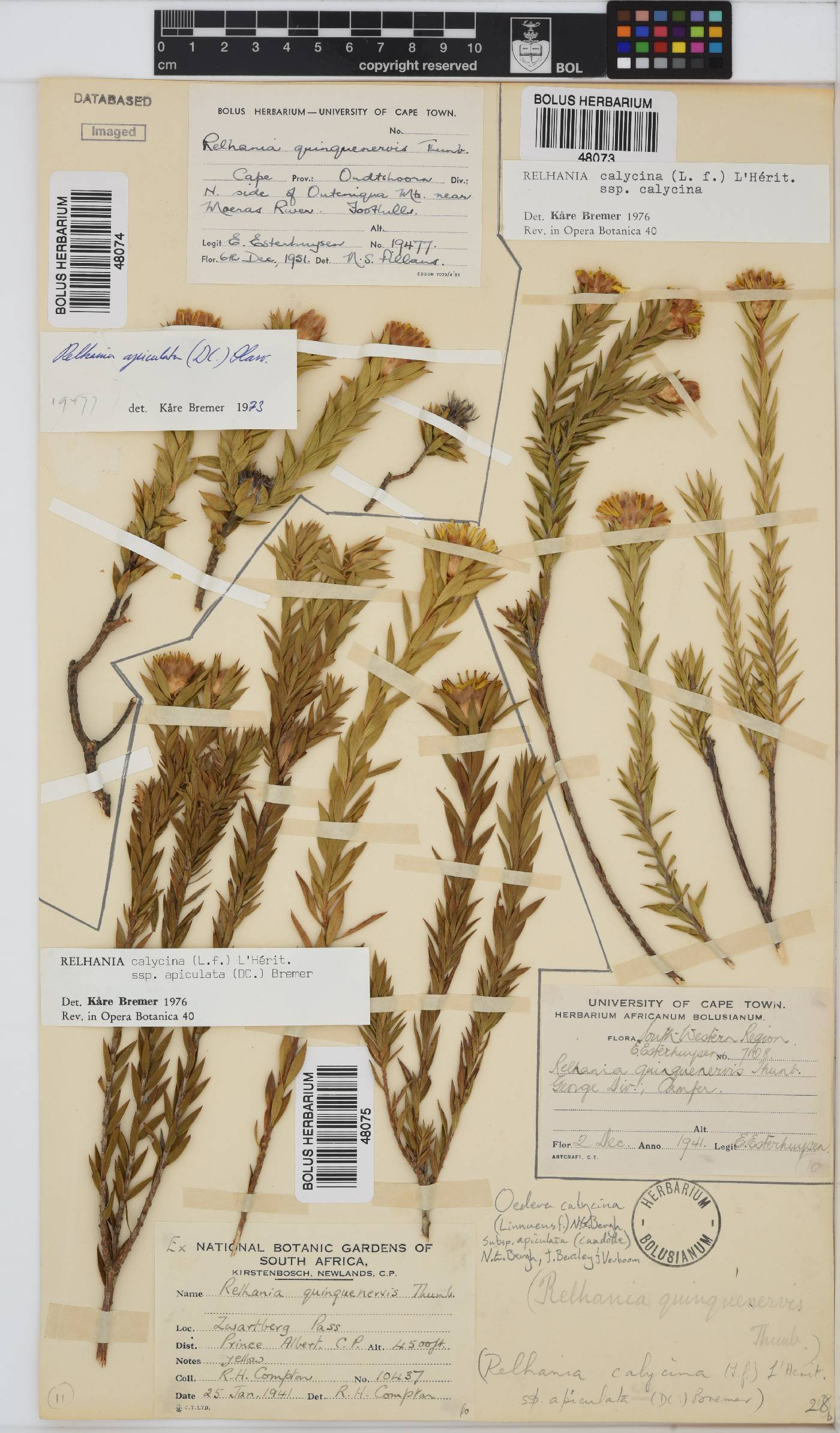 Oedera calycina subsp. apiculata image