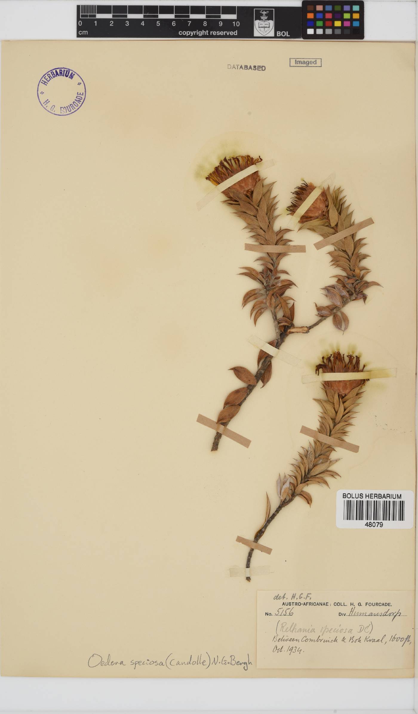 Oedera speciosa image