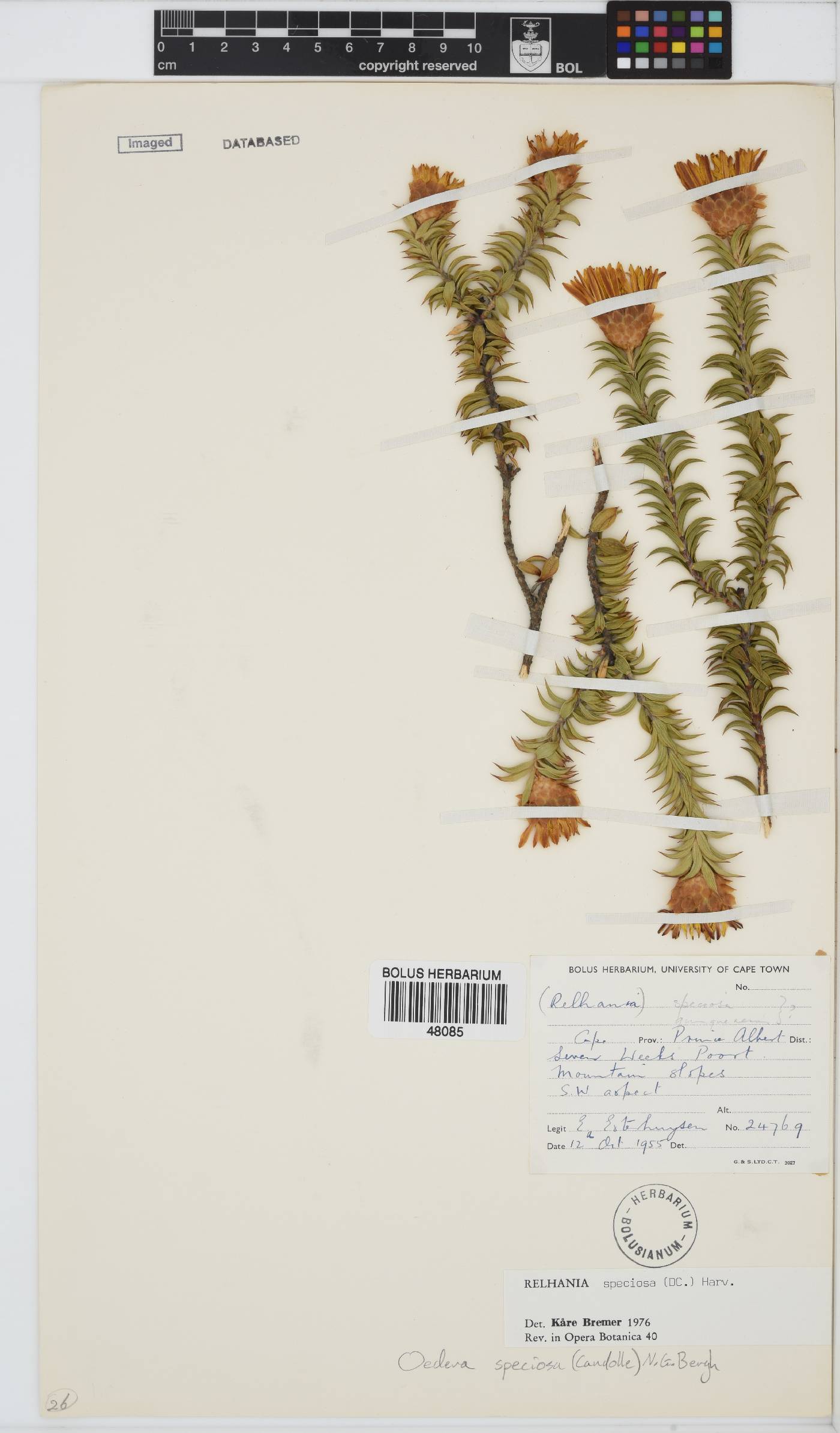Oedera speciosa image