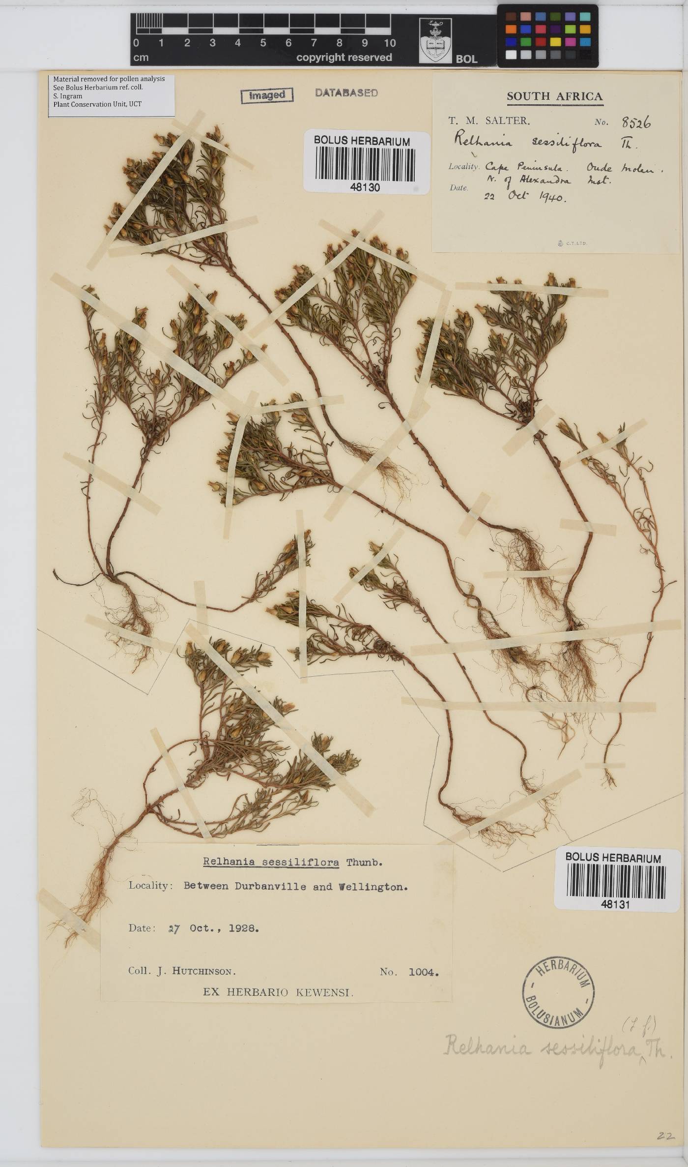 Rhynchopsidium image