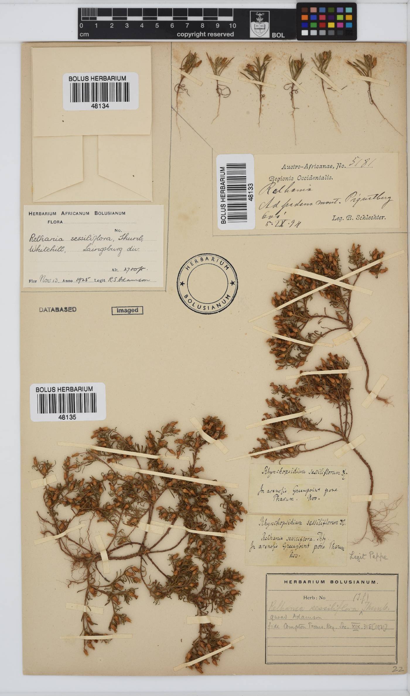 Rhynchopsidium sessiliflorum image