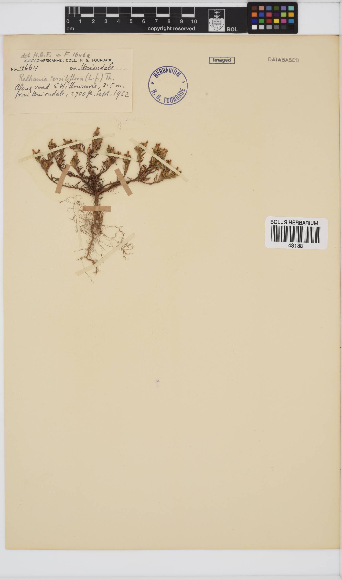 Rhynchopsidium sessiliflorum image