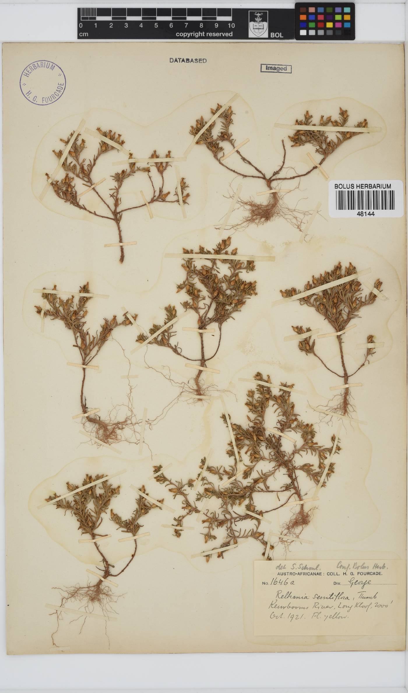 Rhynchopsidium sessiliflorum image
