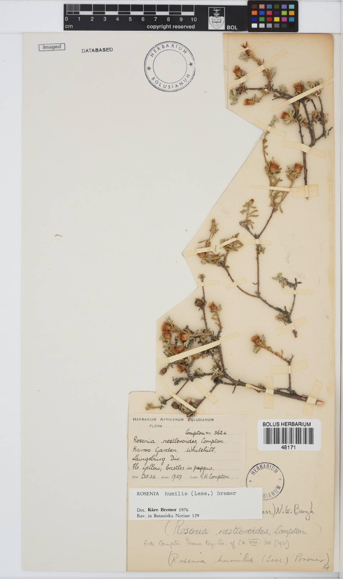 Oedera humilis image