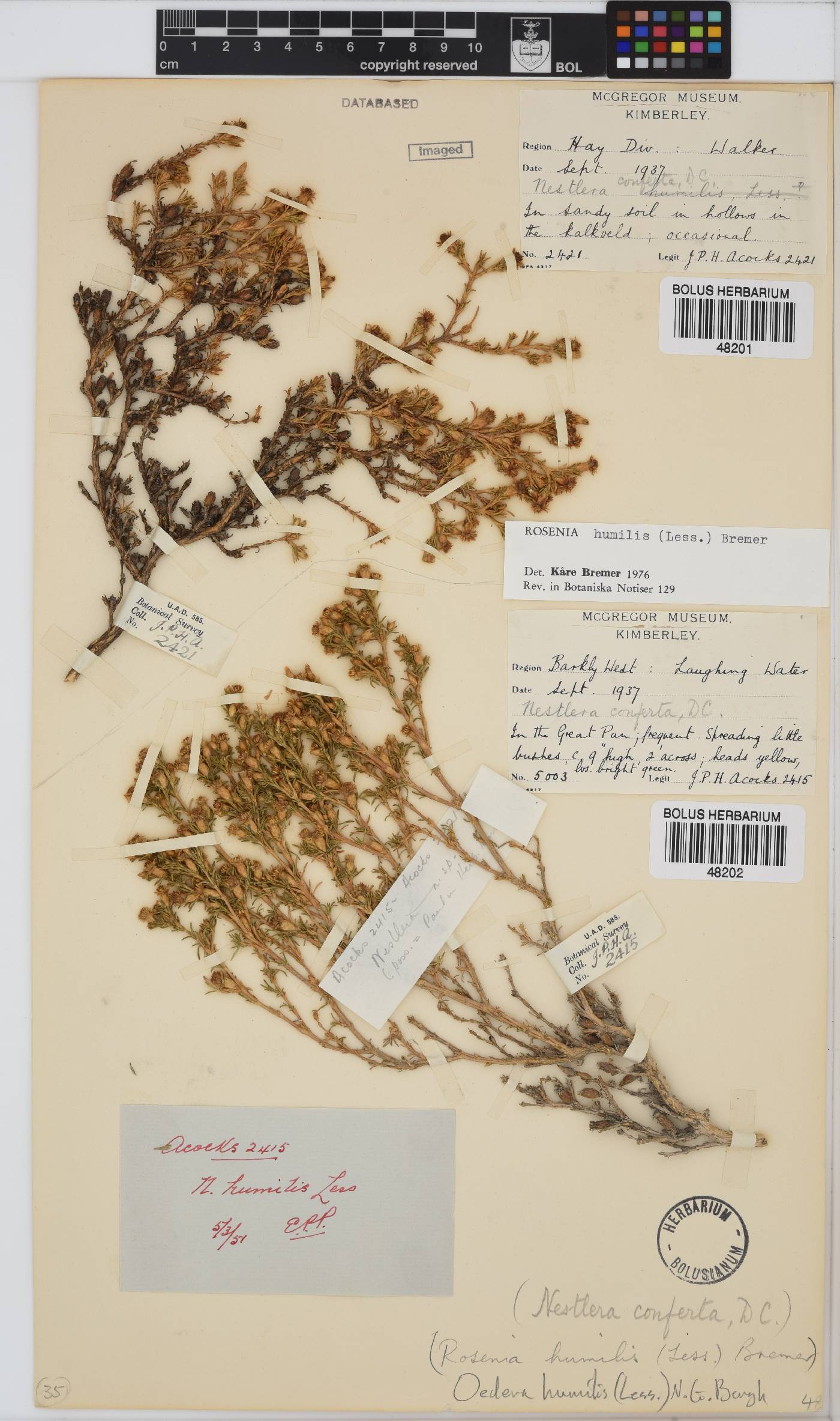 Oedera humilis image