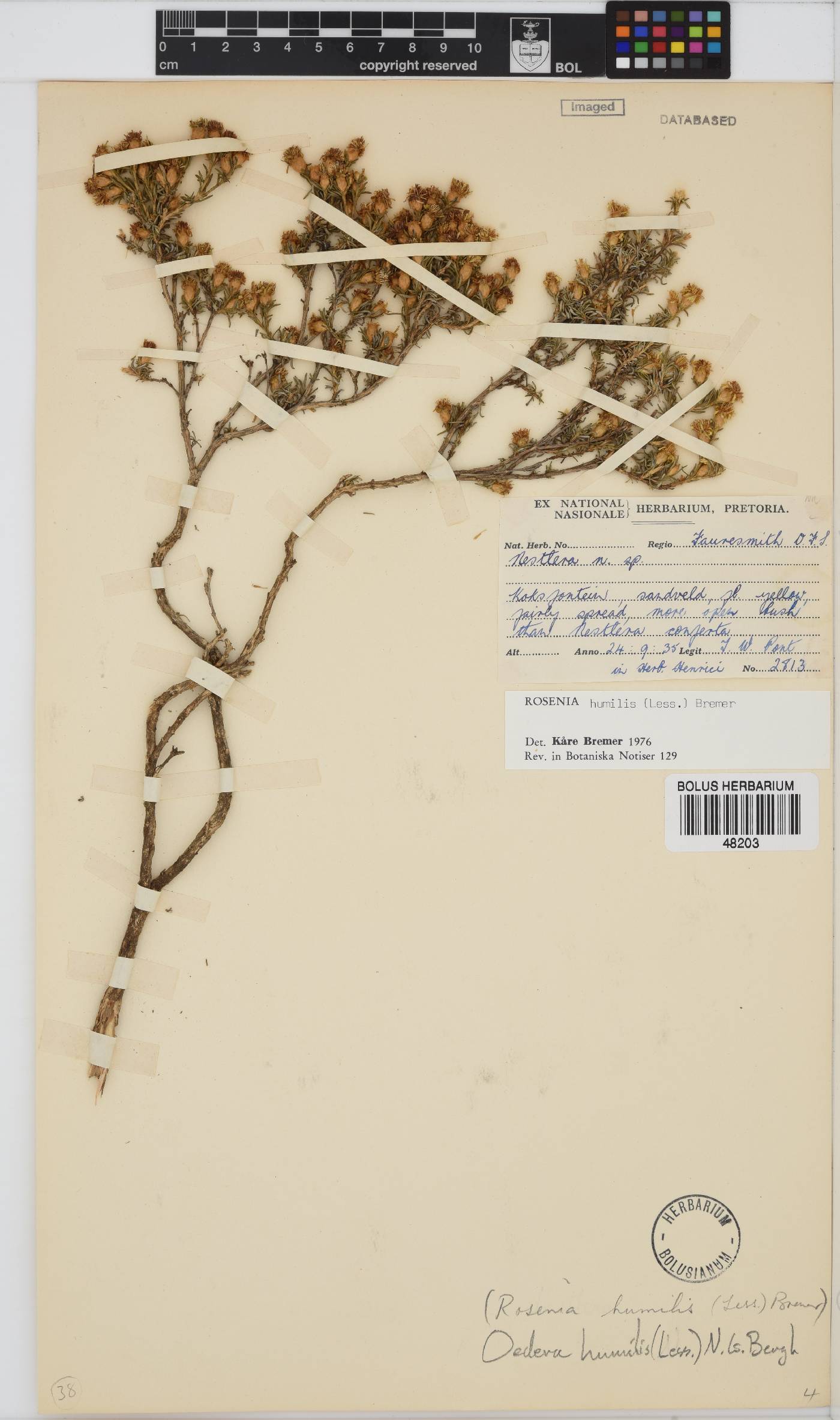 Oedera humilis image
