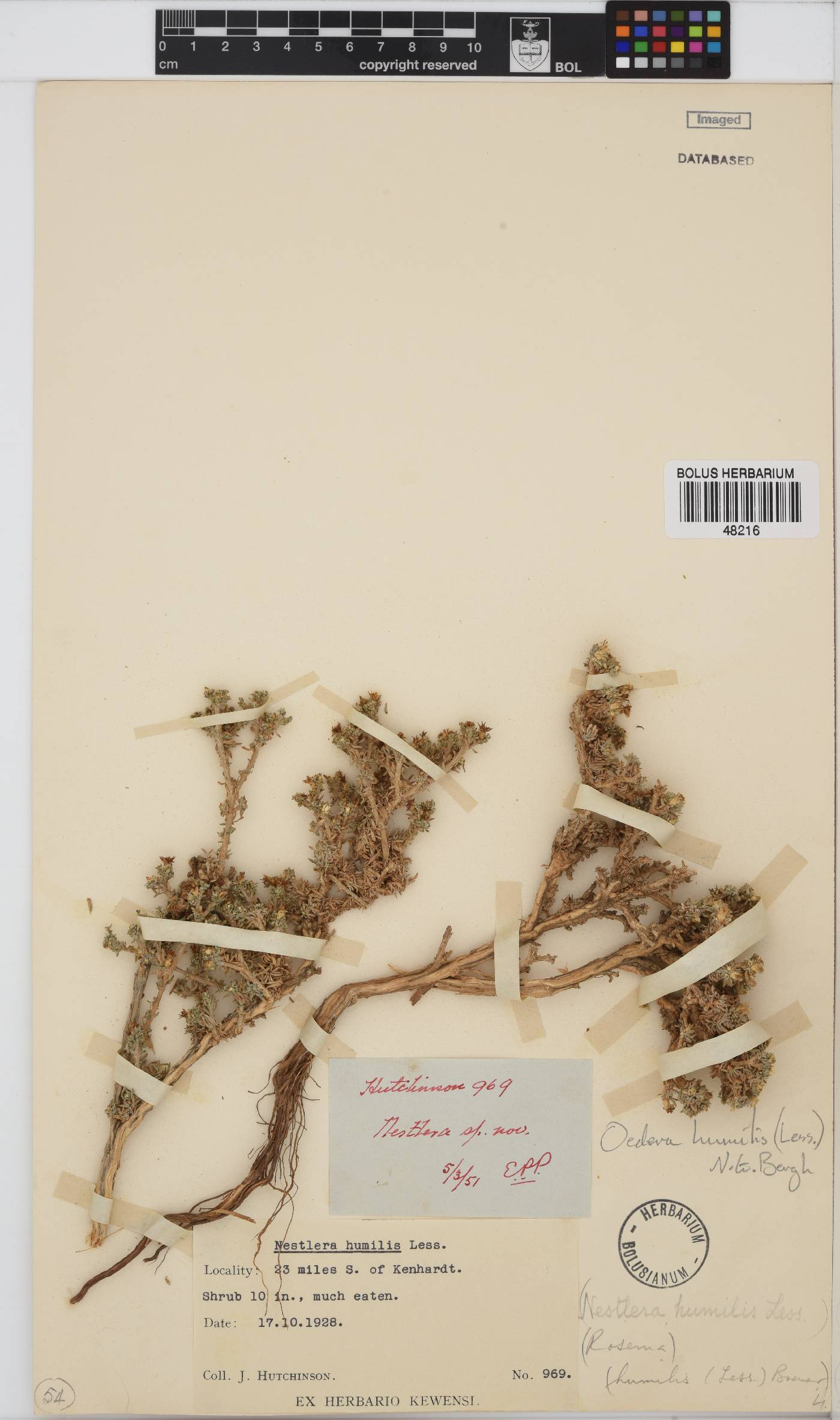 Oedera humilis image