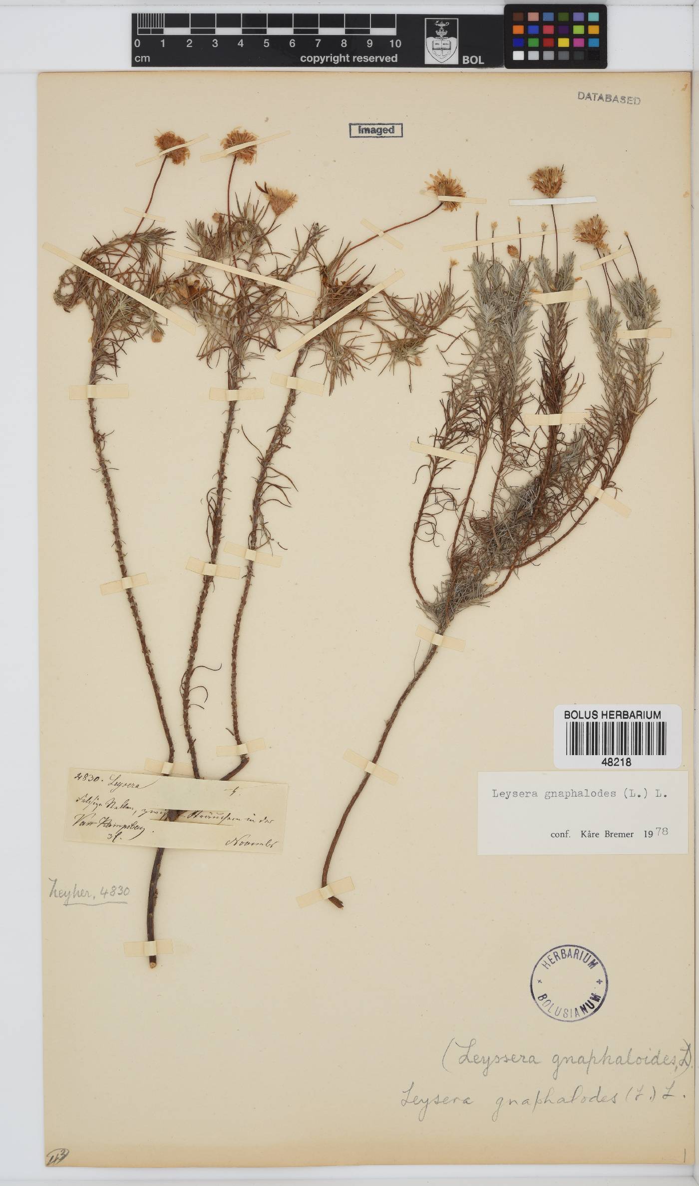 Leysera gnaphalodes image