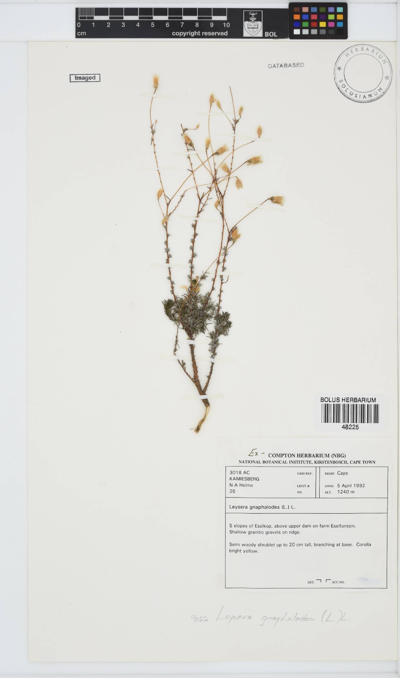 Leysera gnaphalodes image