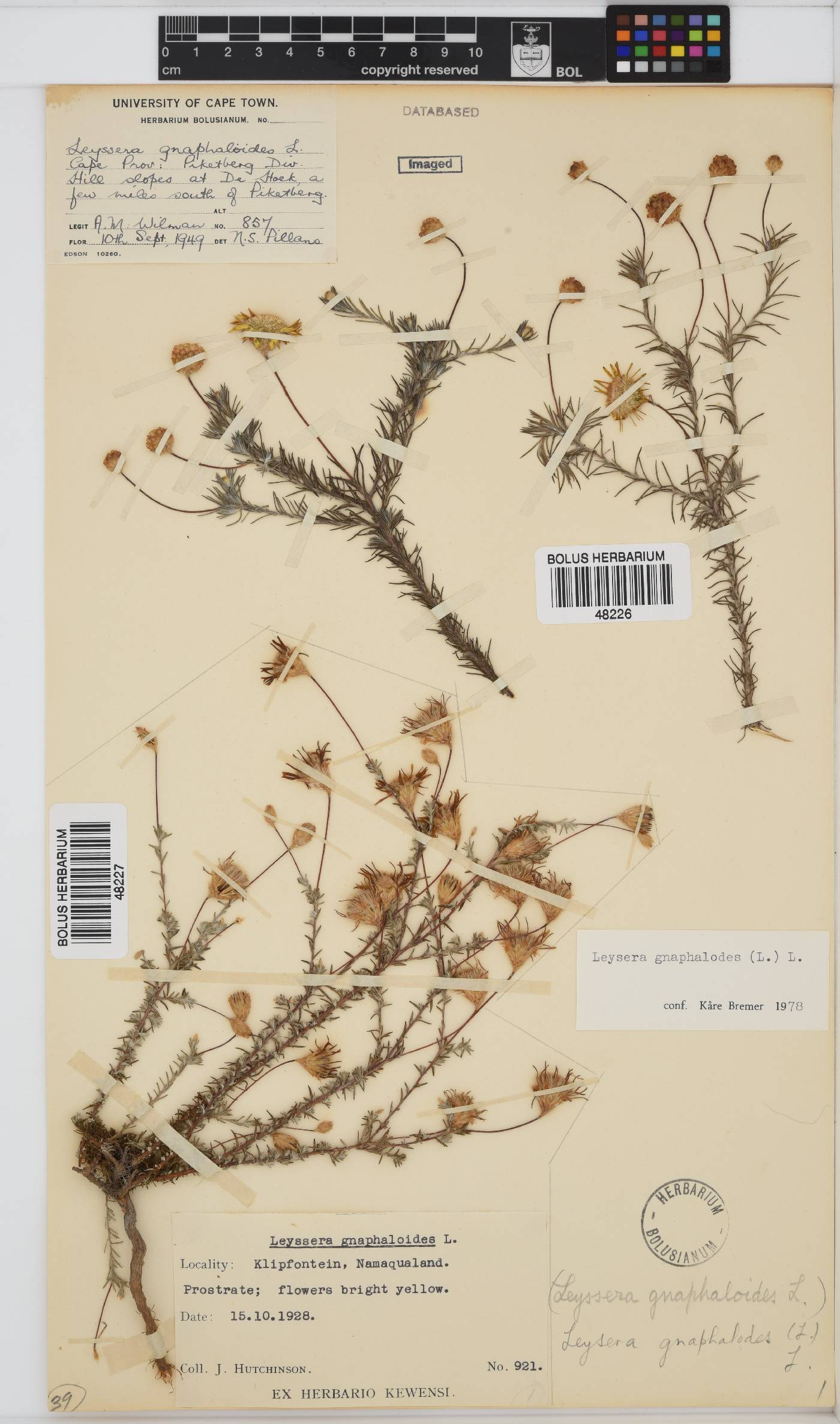 Leysera gnaphalodes image