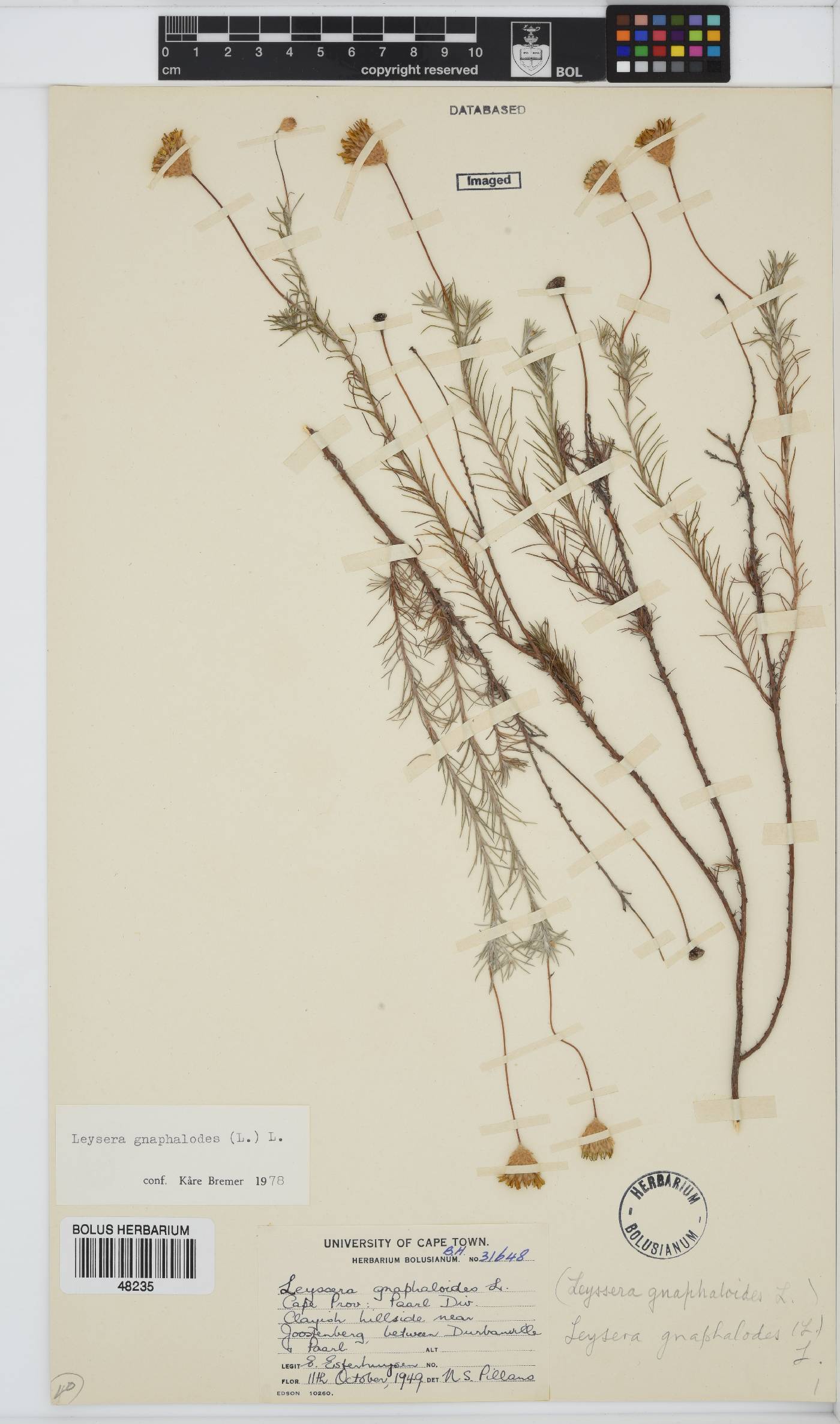 Leysera gnaphalodes image