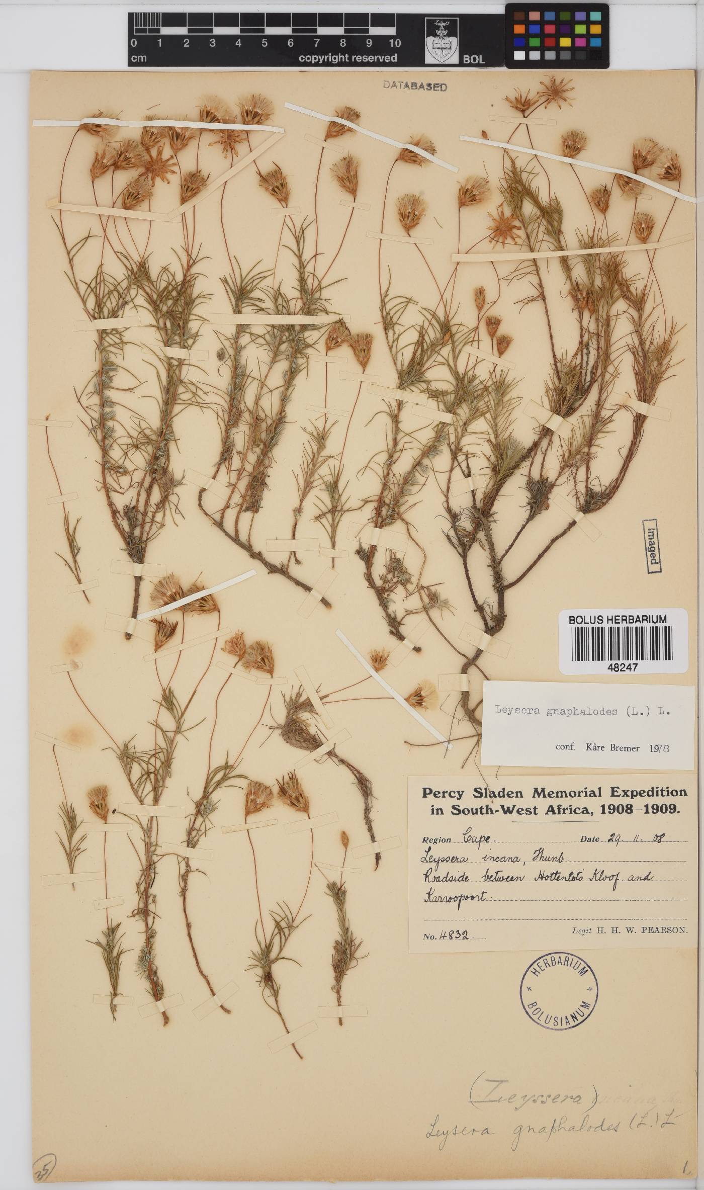 Leysera gnaphalodes image