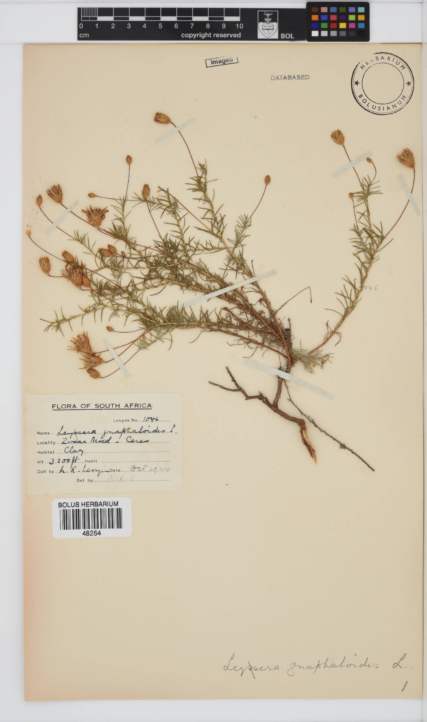 Leysera gnaphalodes image