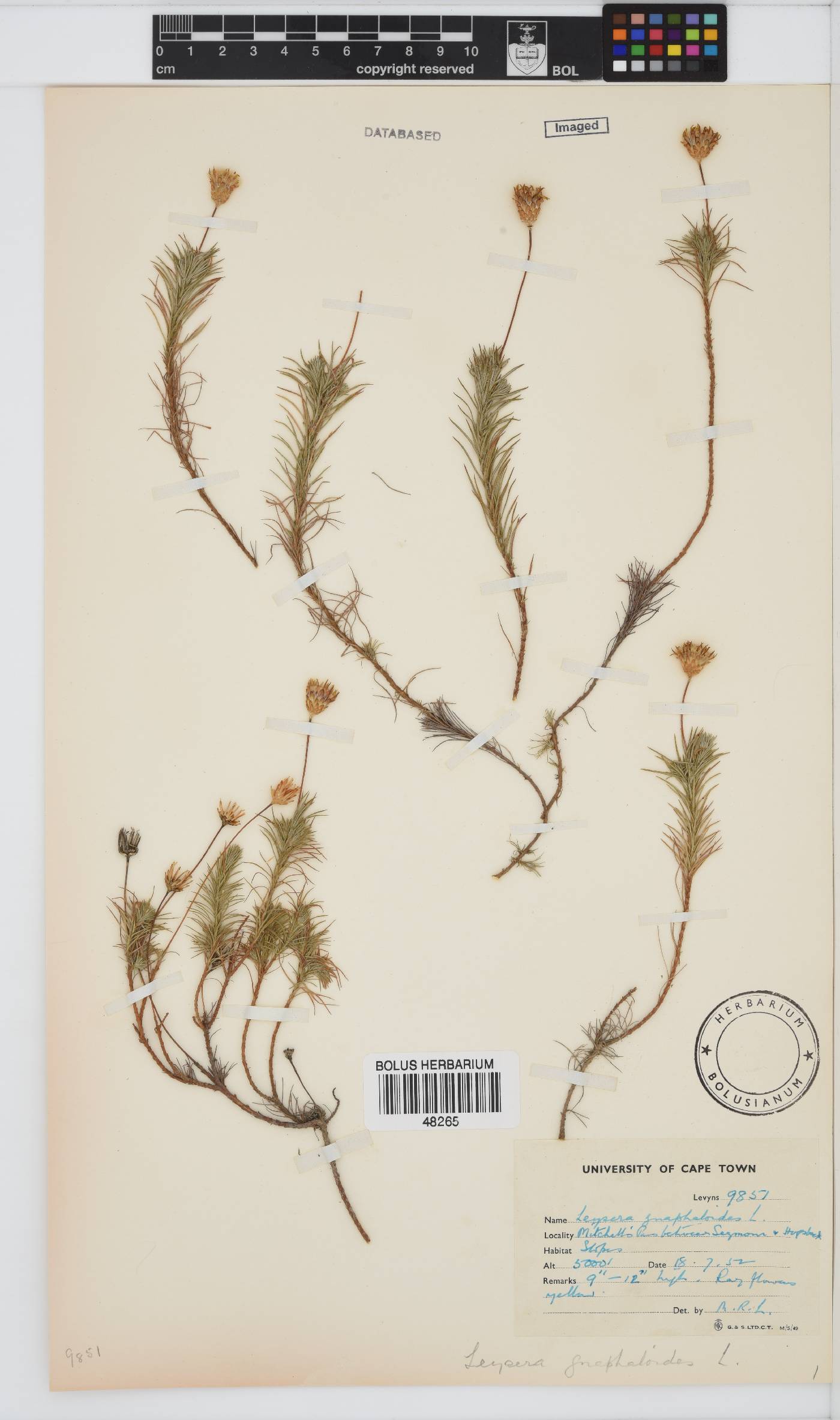 Leysera gnaphalodes image