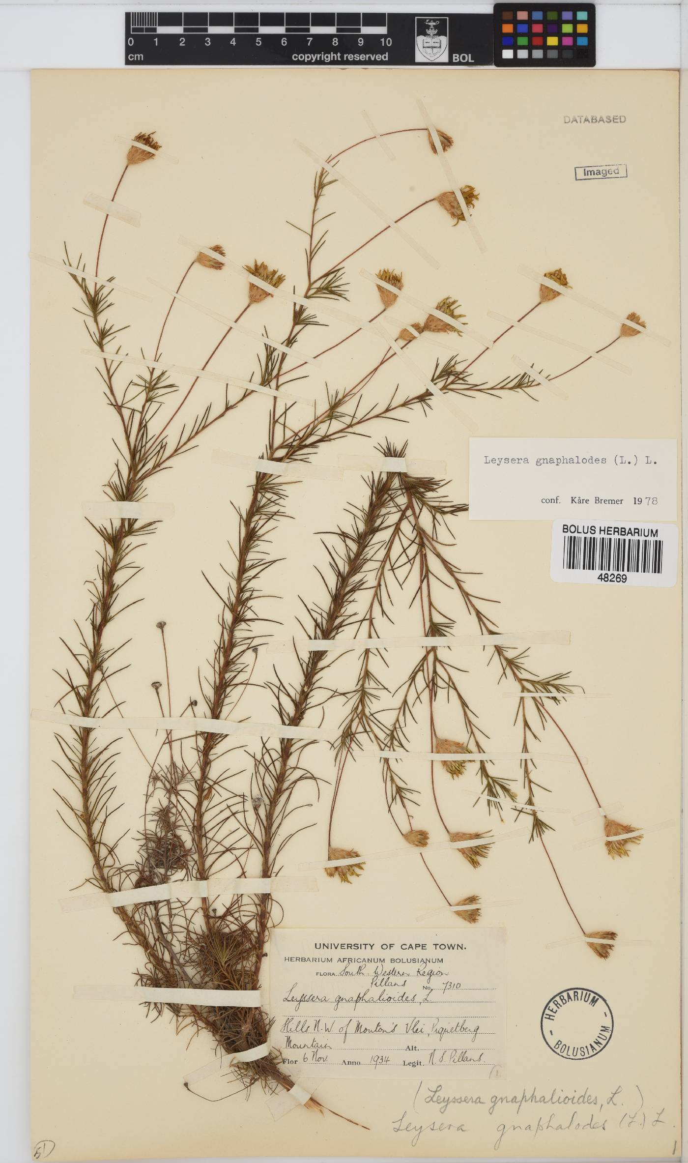 Leysera gnaphalodes image