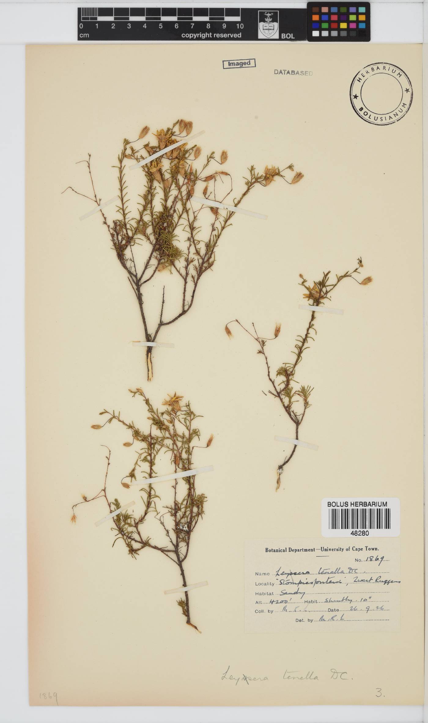 Leysera tenella image