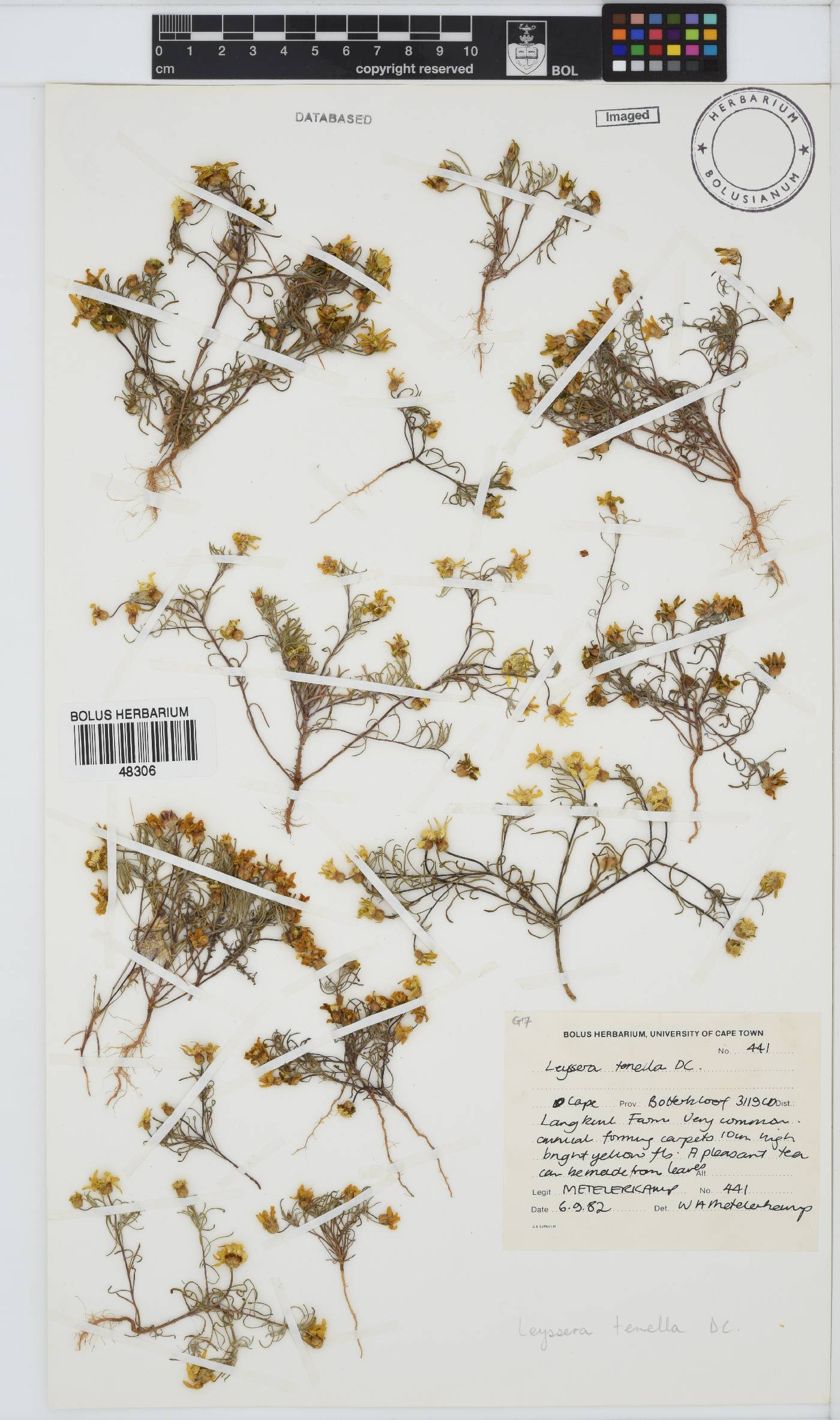 Leysera tenella image