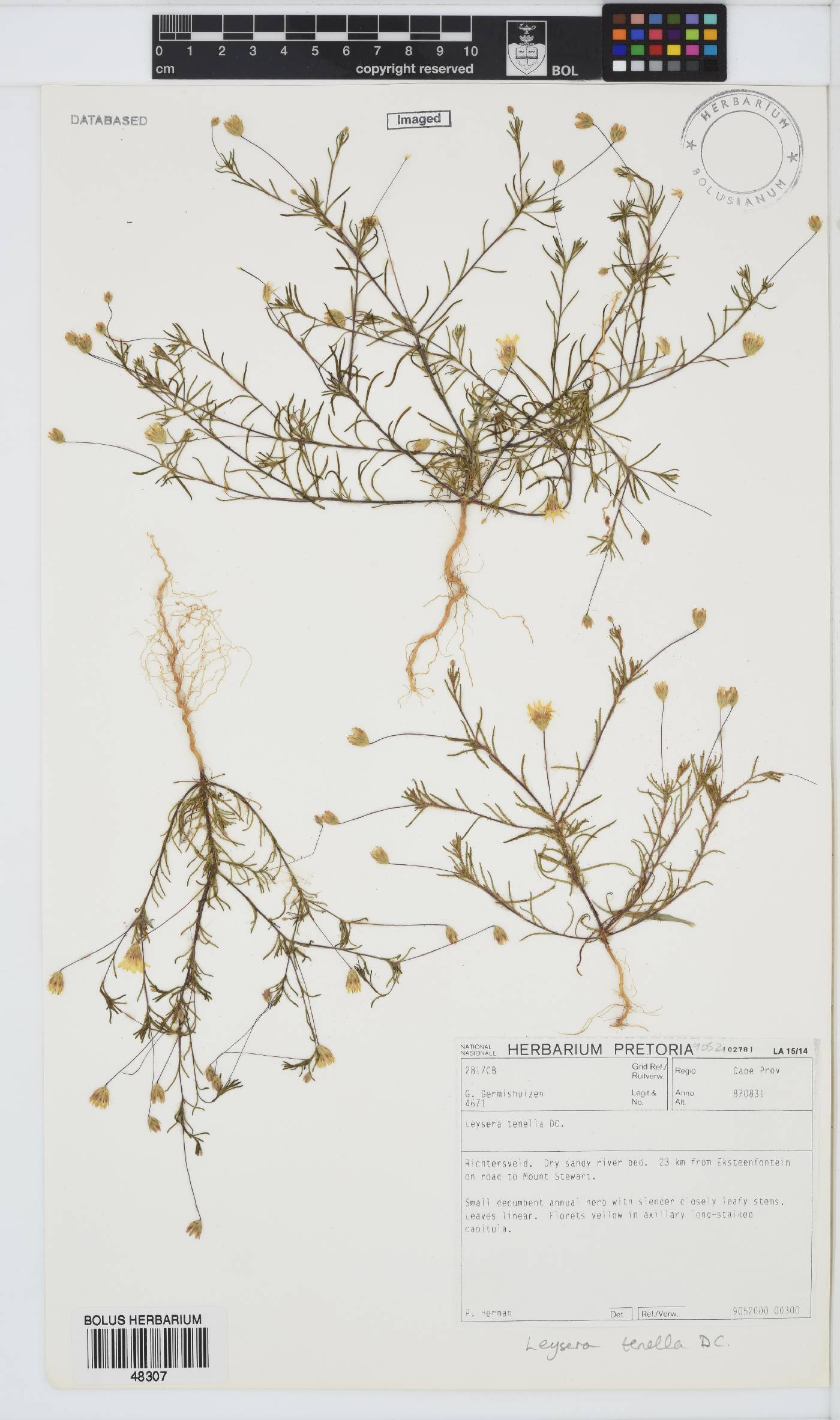 Leysera image