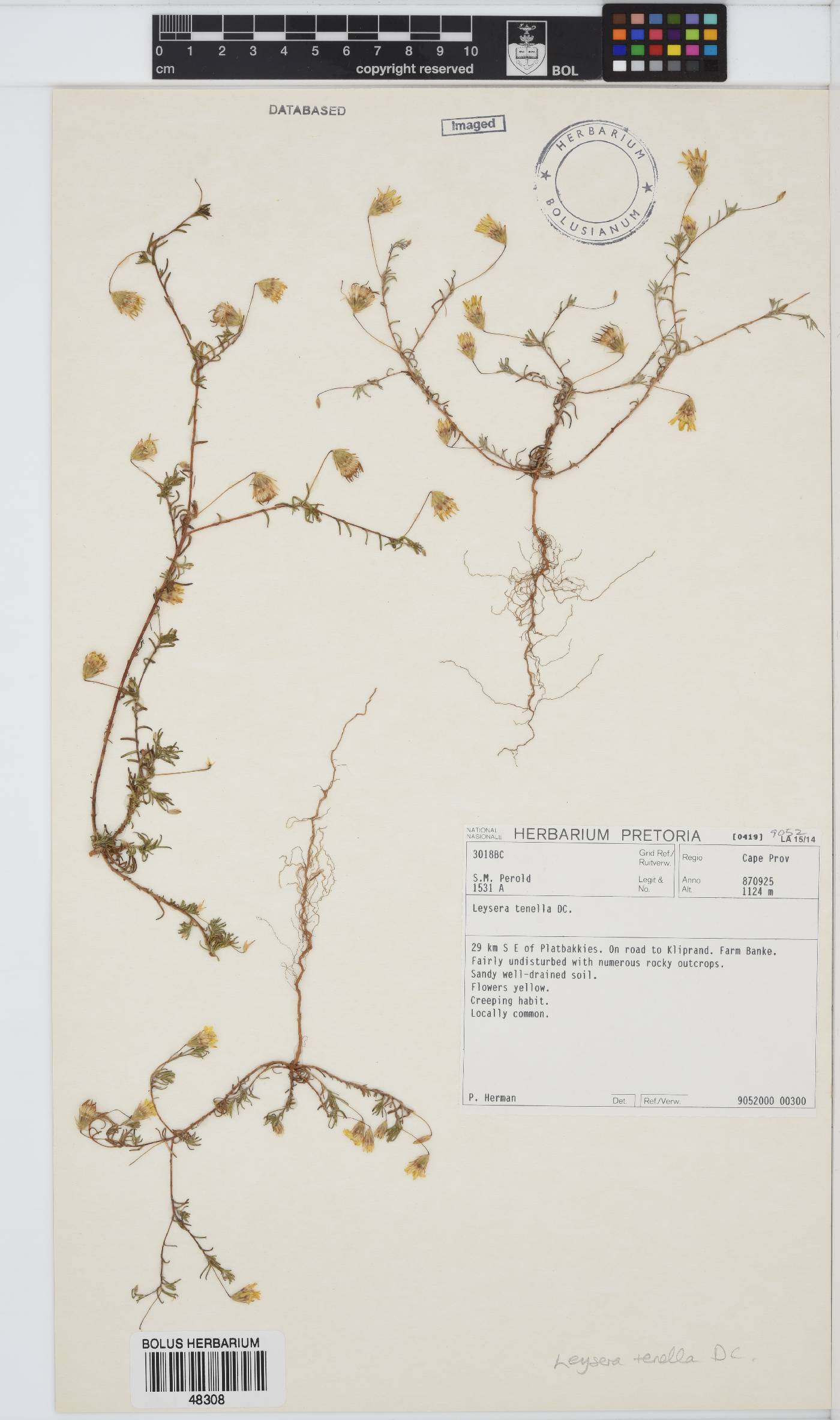 Leysera tenella image