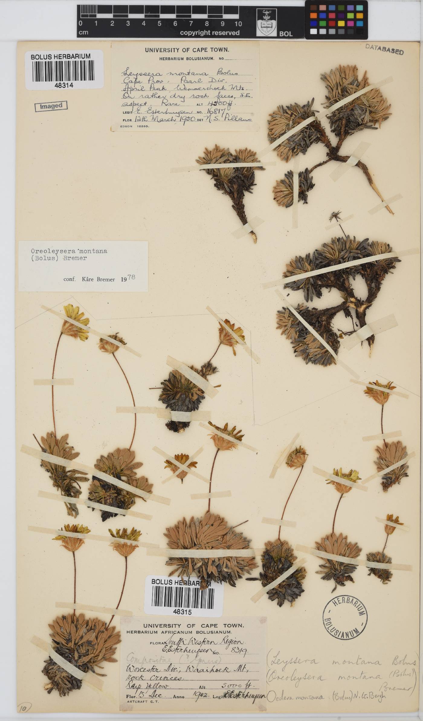 Oedera montana image