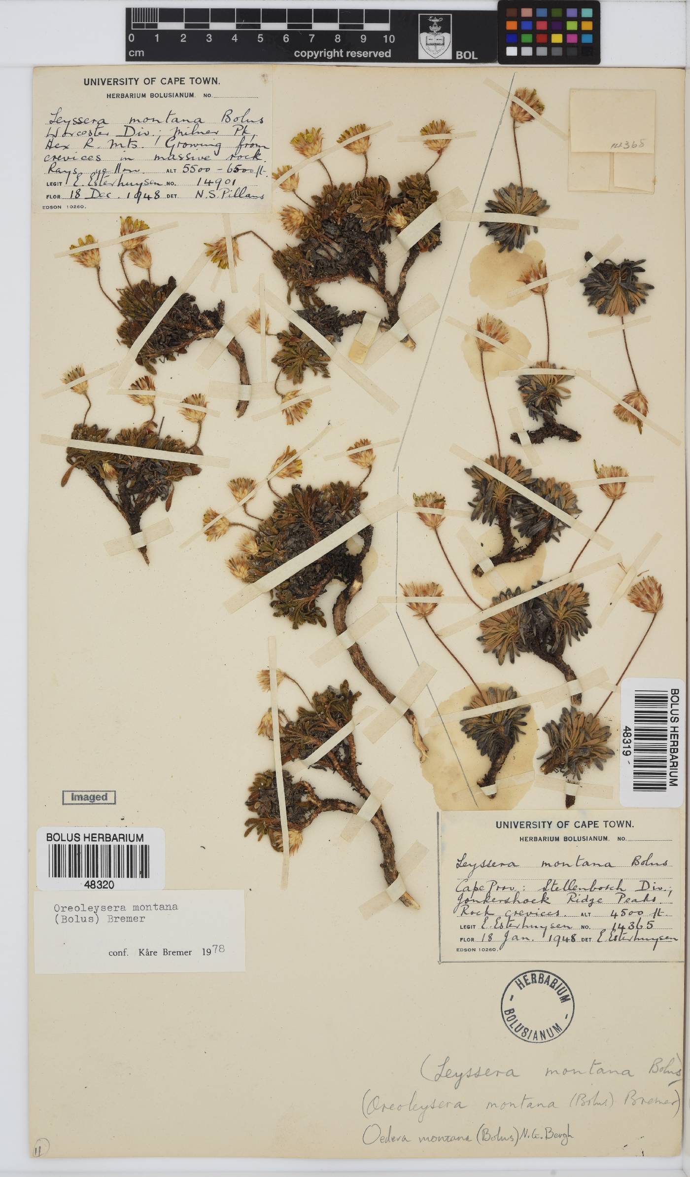 Oedera montana image