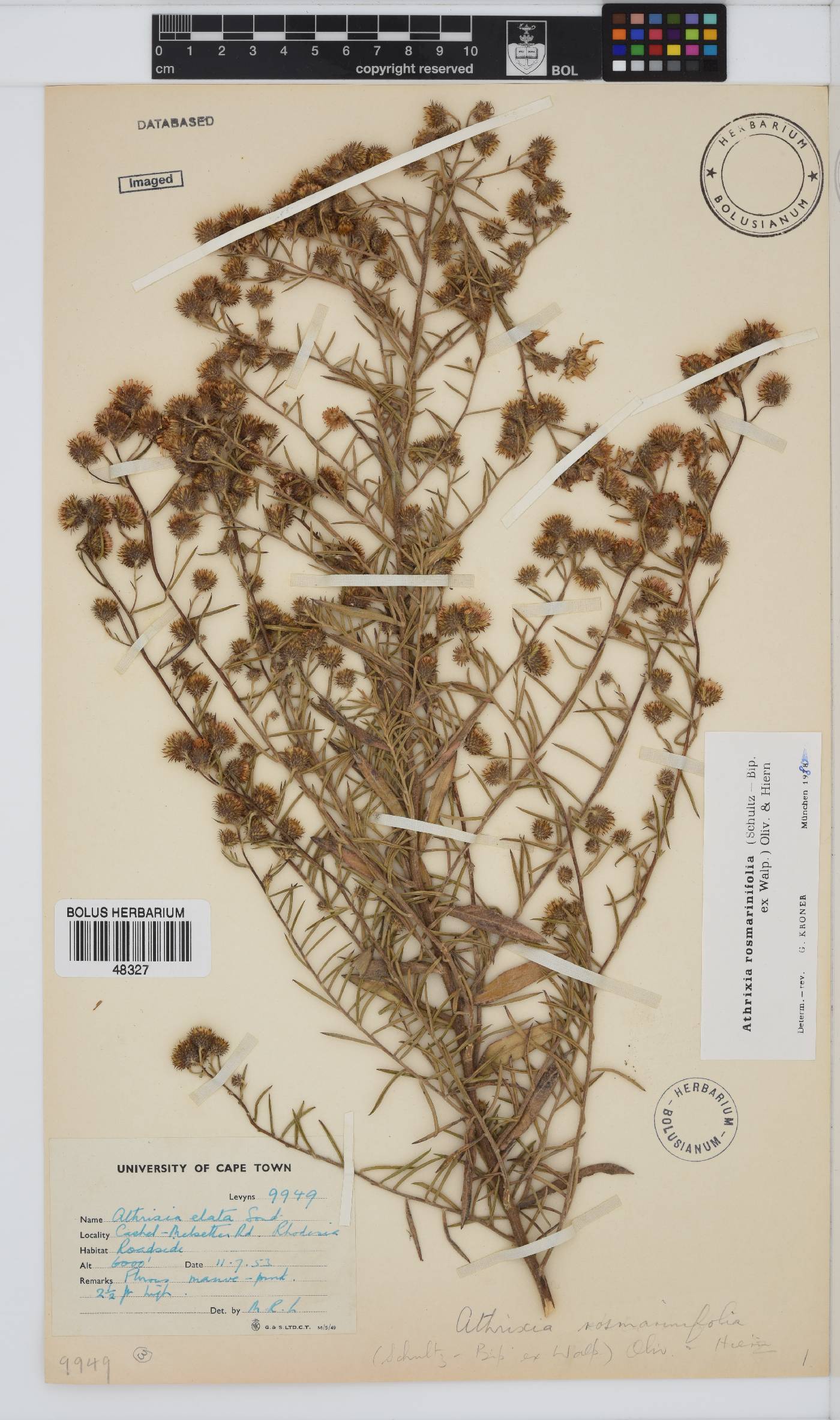 Athrixia rosmarinifolia image