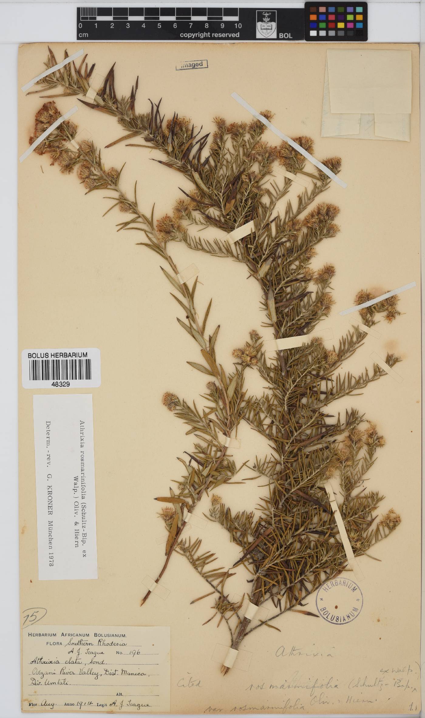 Athrixia rosmarinifolia image