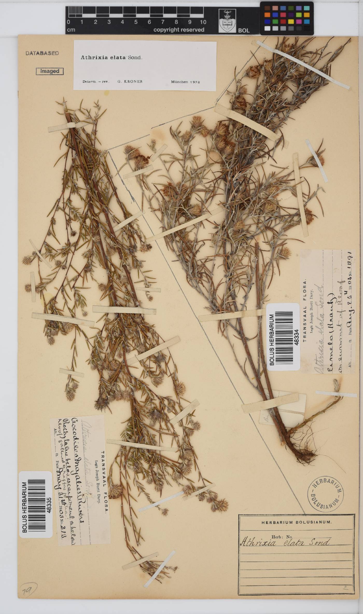 Athrixia elata image