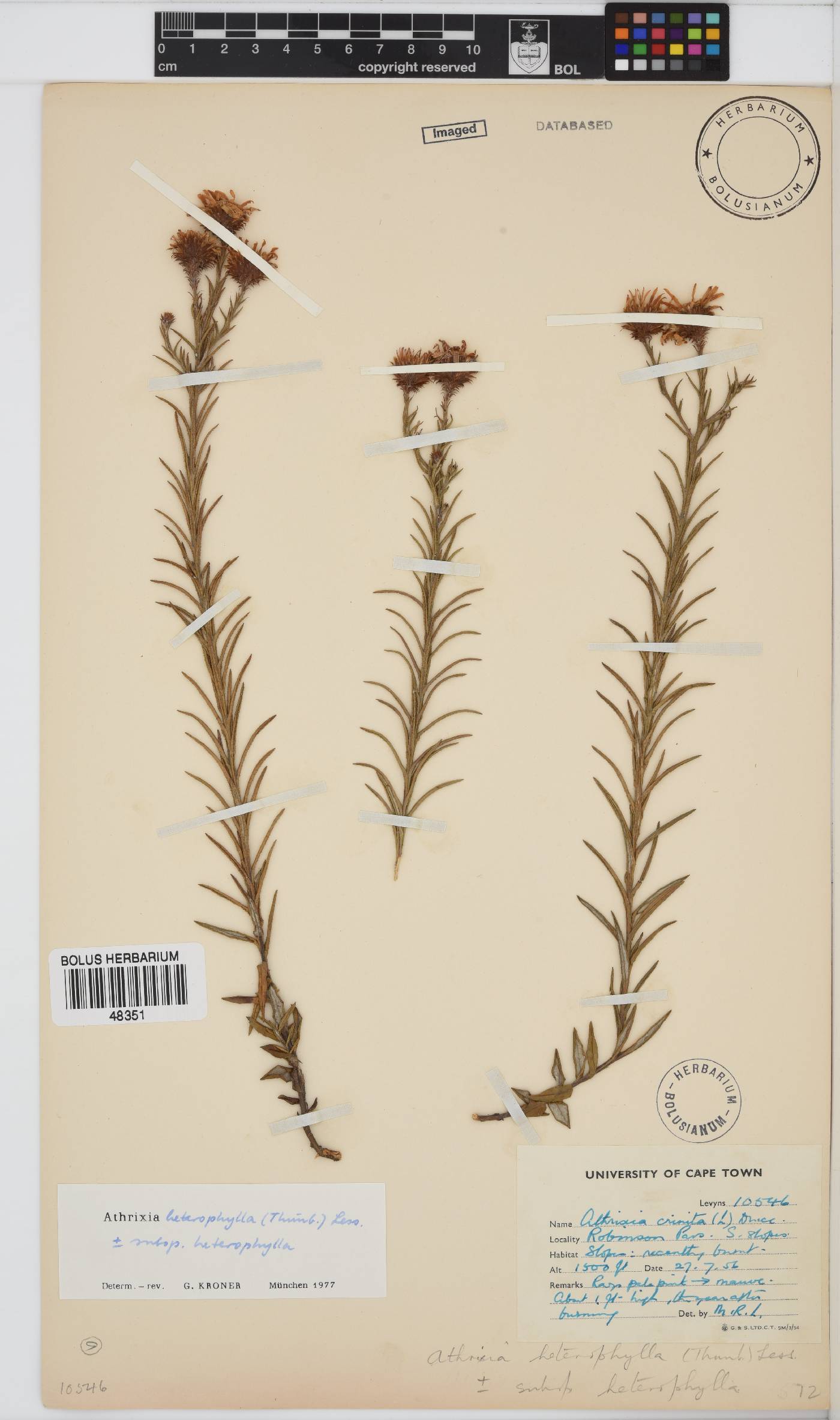 Athrixia heterophylla subsp. heterophylla image
