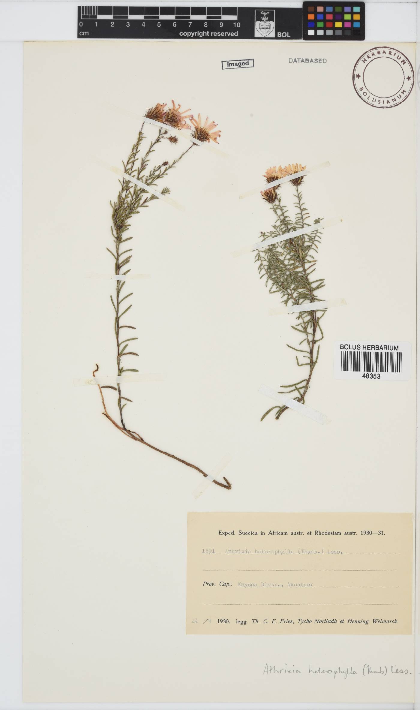 Athrixia heterophylla image